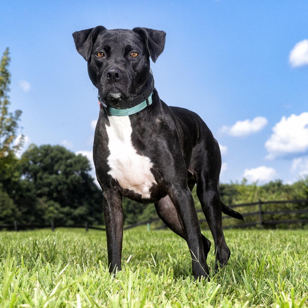 Xena Star, Adoptable, Adult Female Mixed Breed.