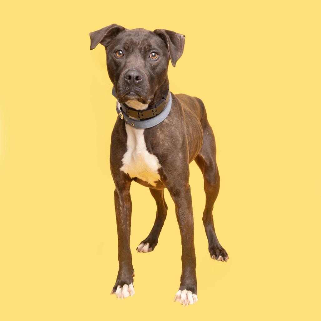 Xena Star, Adoptable, Adult Female Mixed Breed.