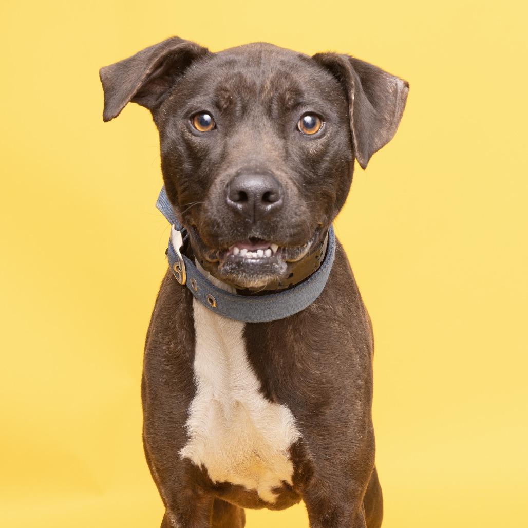 Enlarge Xena Star, a Adoptable Mixed Breed in Franklin, TN image 2/2