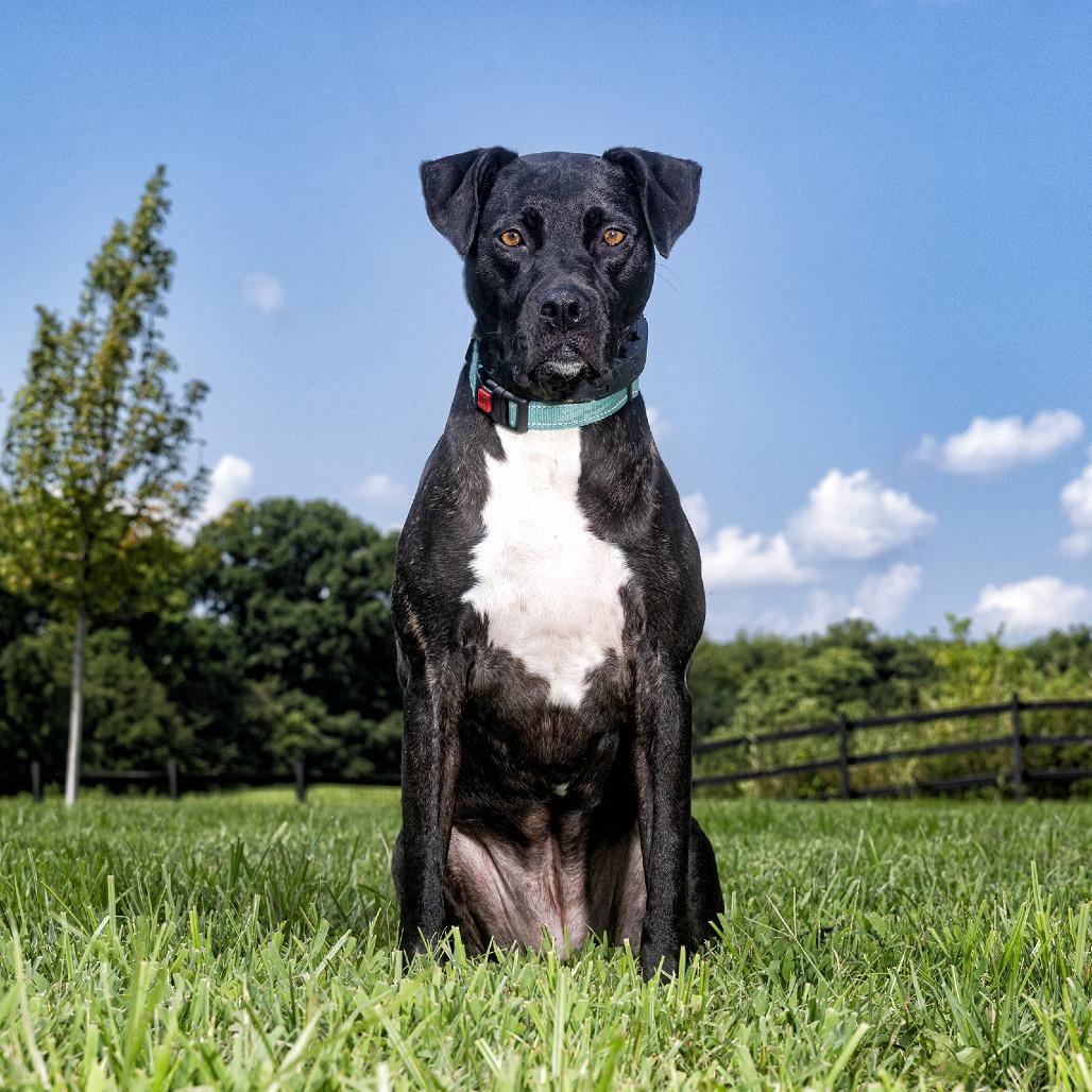 Enlarge Xena Star, a Adoptable Mixed Breed in Franklin, TN image 4/4