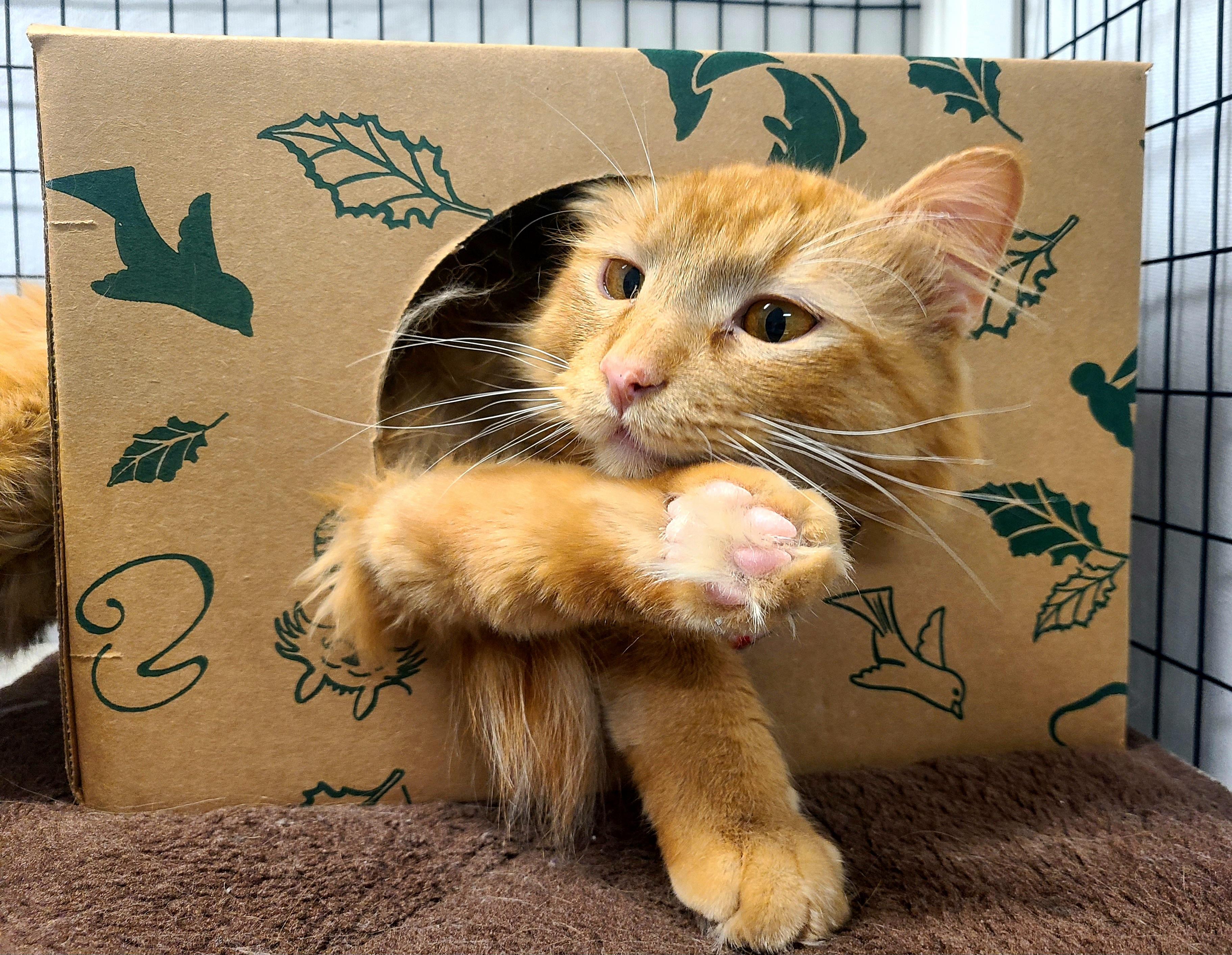 Enlarge Orange Julius, an adoptable mixed breed in Kirkland, WA image 3/5