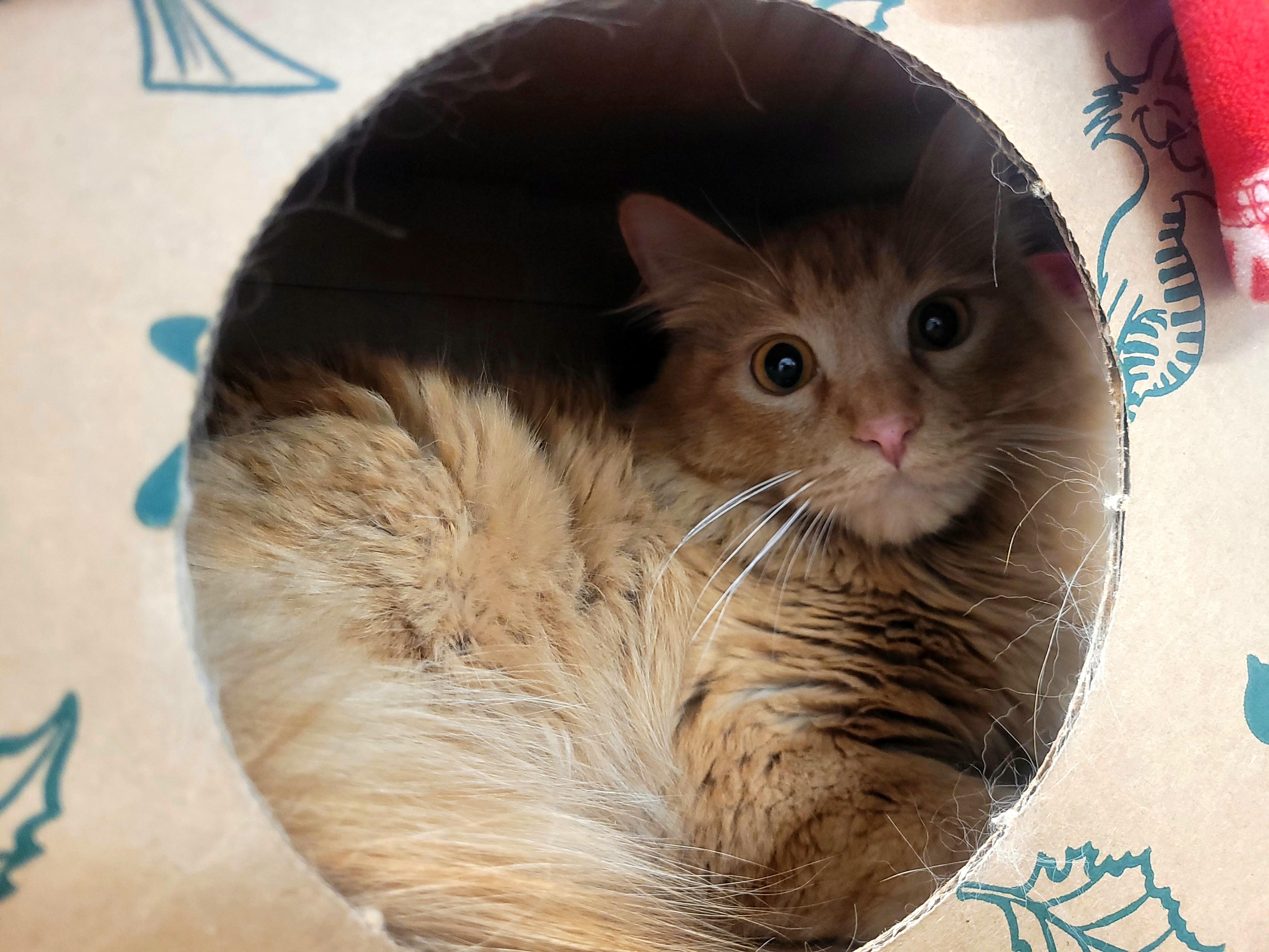 Enlarge Orange Julius, an adoptable mixed breed in Kirkland, WA image 5/5