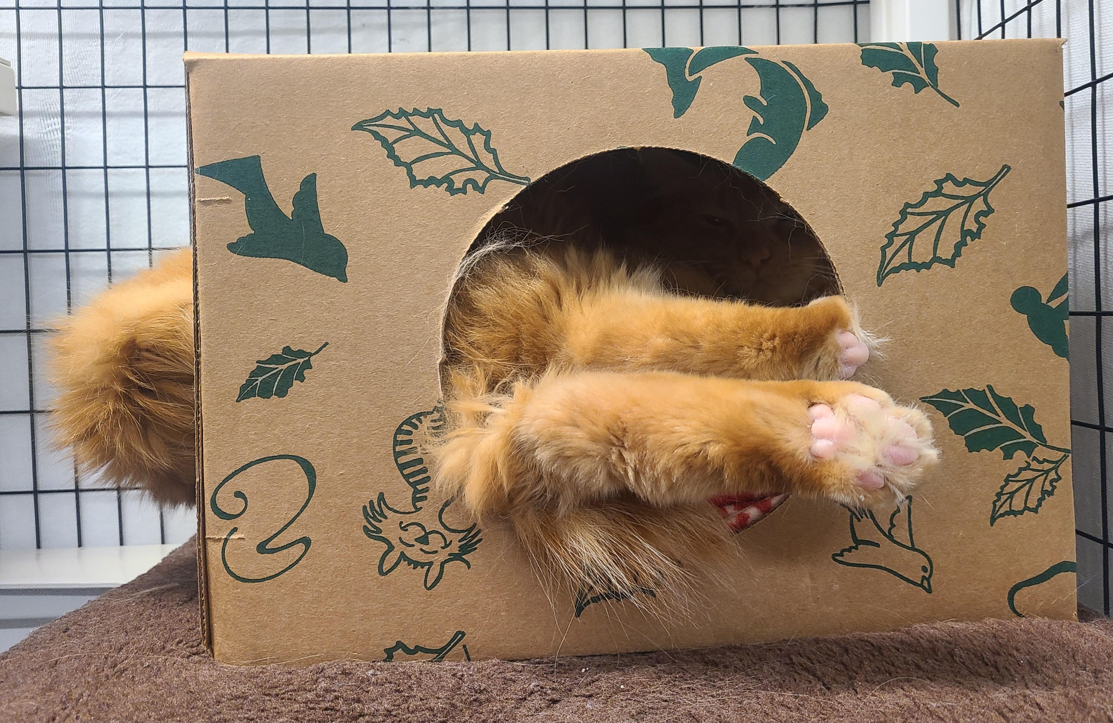 Enlarge Orange Julius, an adoptable mixed breed in Kirkland, WA image 4/5