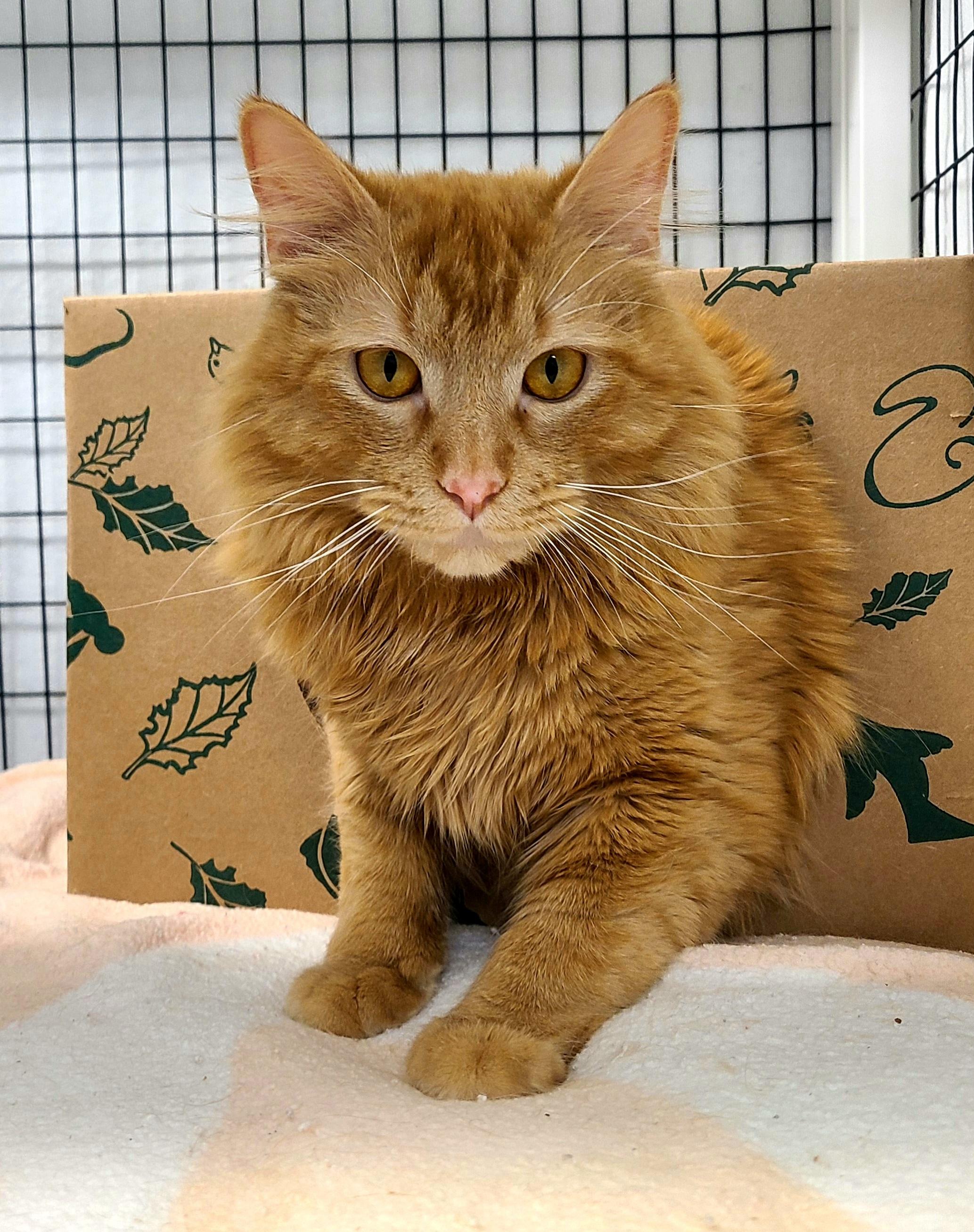 Enlarge Orange Julius, an adoptable mixed breed in Kirkland, WA image 1/5
