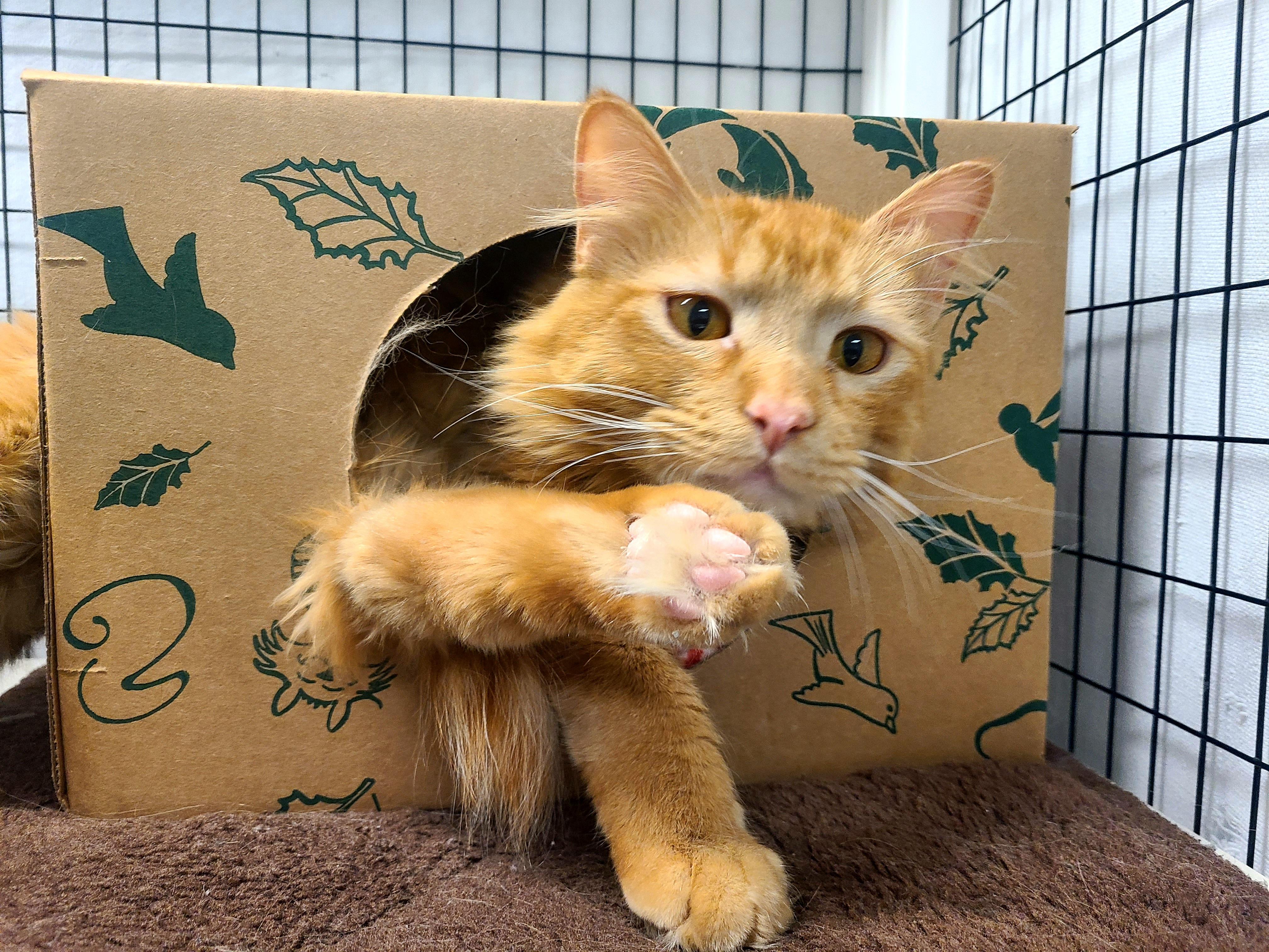 Enlarge Orange Julius, an adoptable mixed breed in Kirkland, WA image 2/5