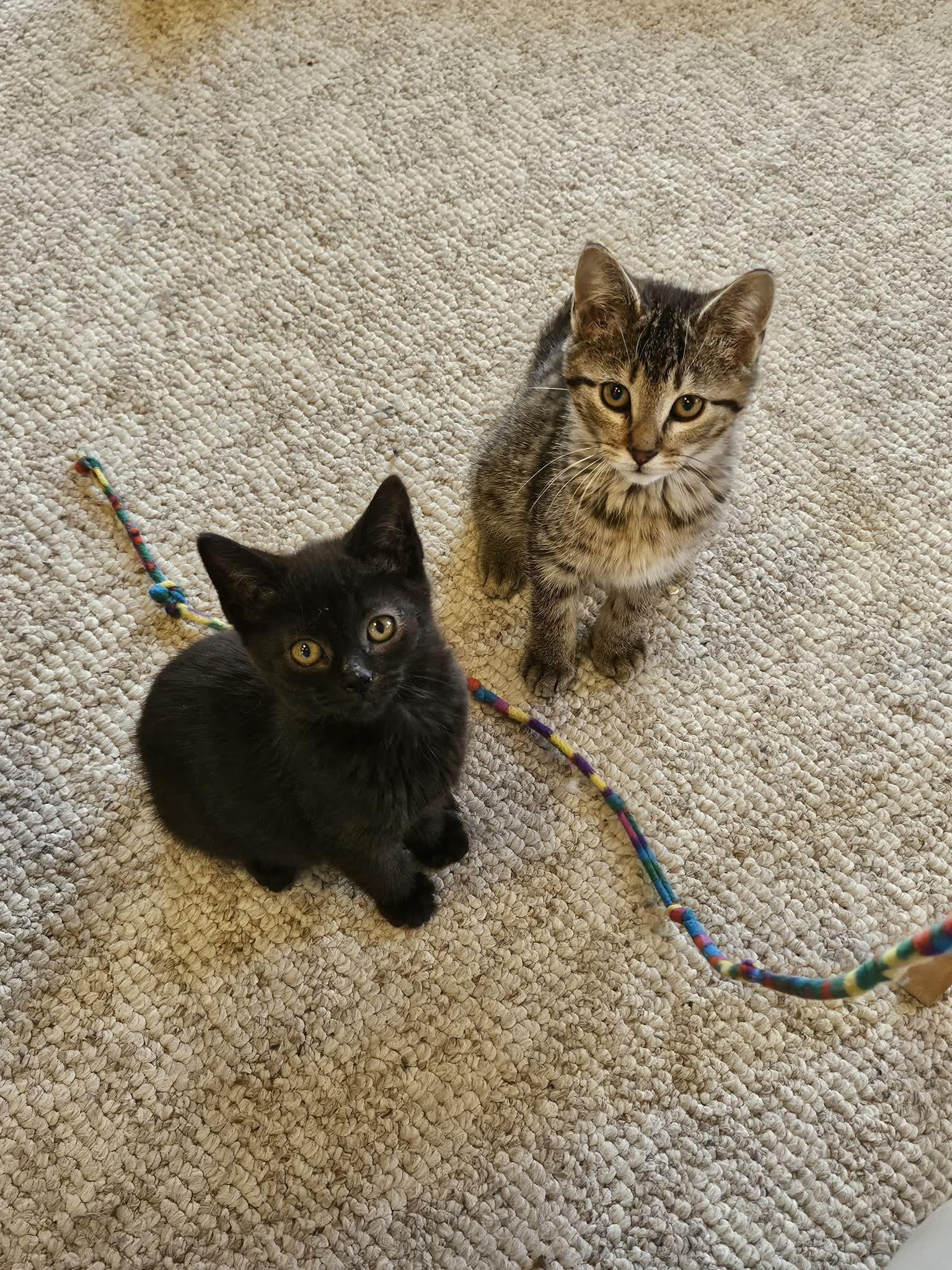 Trixie, an adopted Domestic Short Hair in Lexington, KY image 4/4