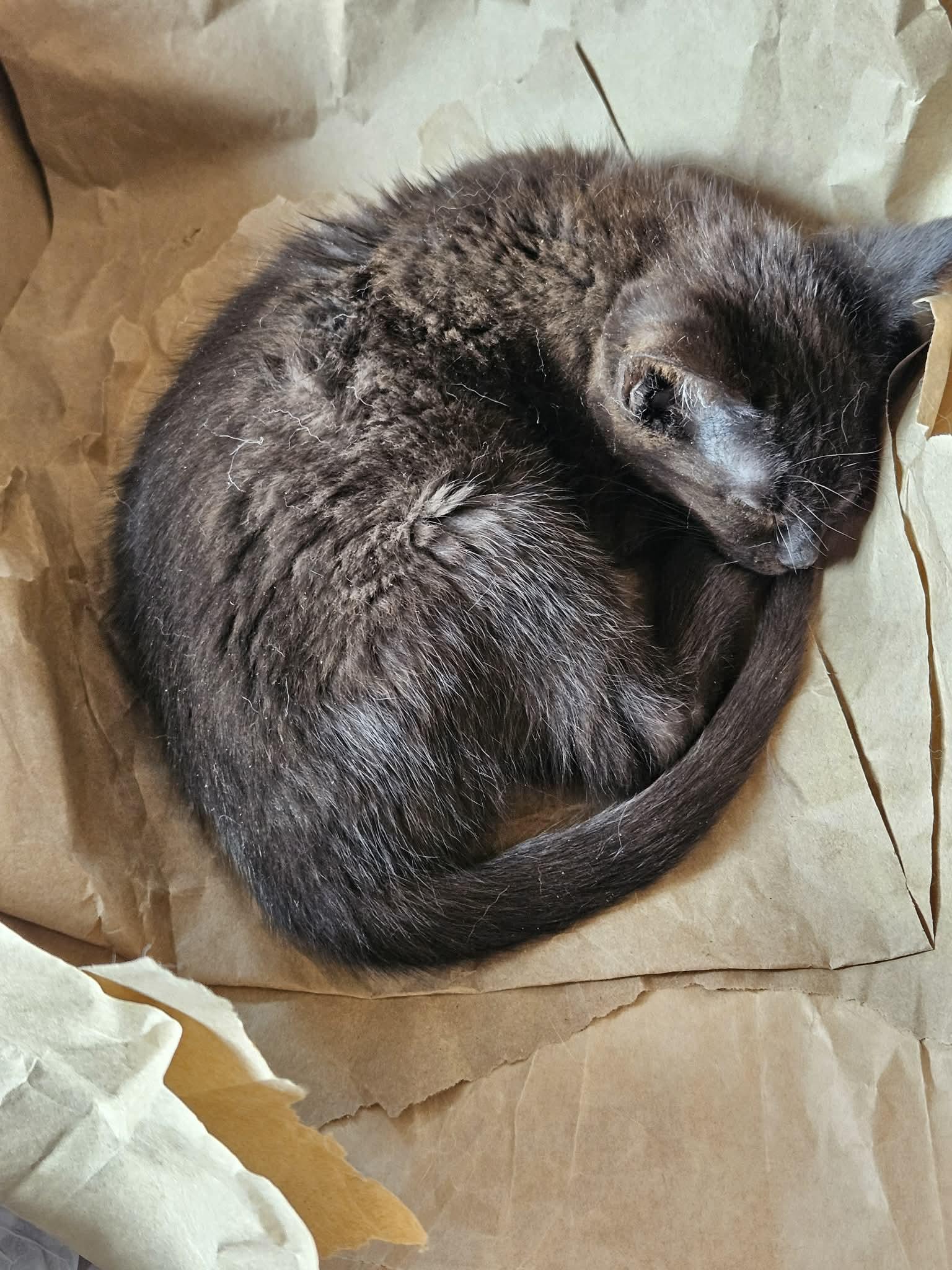 Trixie, an adopted Domestic Short Hair in Lexington, KY image 2/4