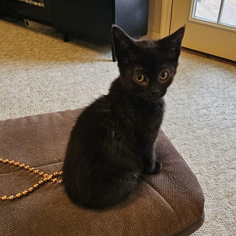 Trixie, an adopted Domestic Short Hair in Lexington, KY image 1/4