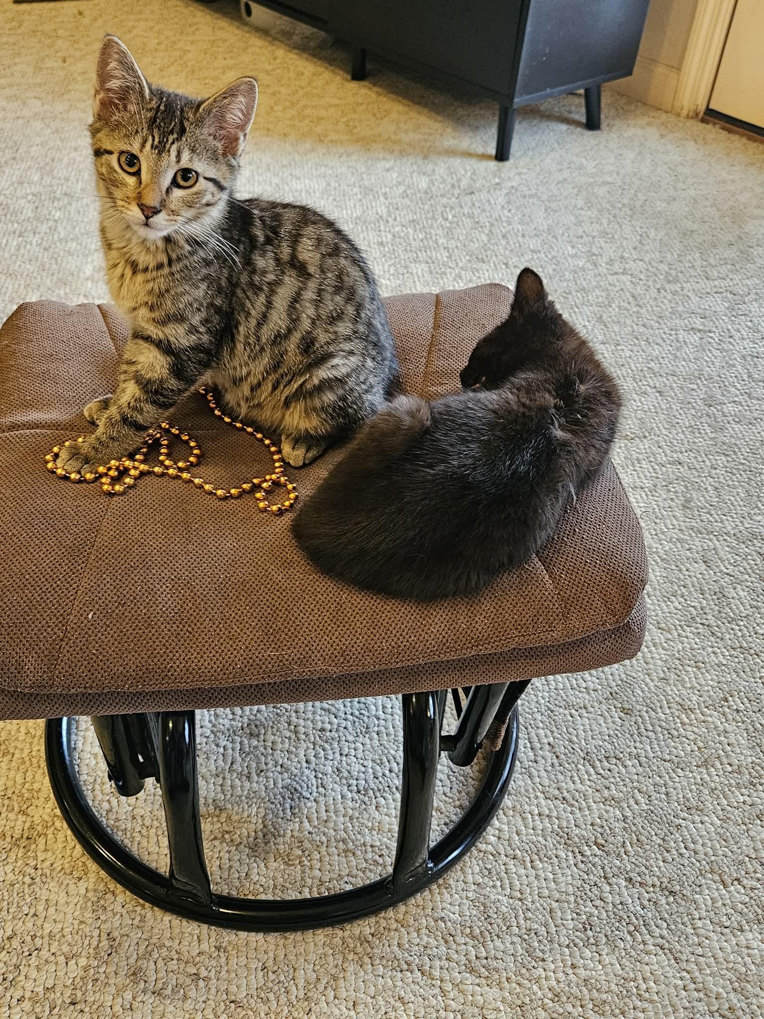 Trixie, an adopted Domestic Short Hair in Lexington, KY image 3/4