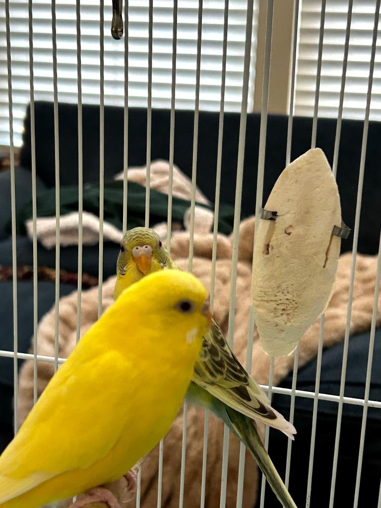Bindy, Adoptable, Young Female Parakeet (Other).