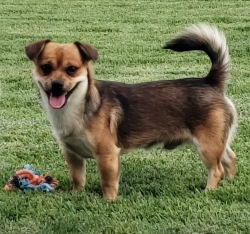 Enlarge Roscoe, a Adopted mixed breed in Ephrata, WA image 1/1