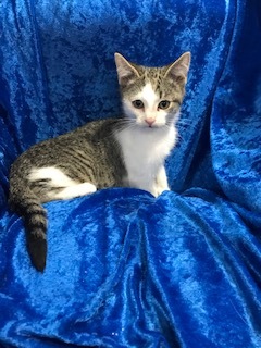 Pancake, Adoptable, Kitten Female Bengal & Tabby.