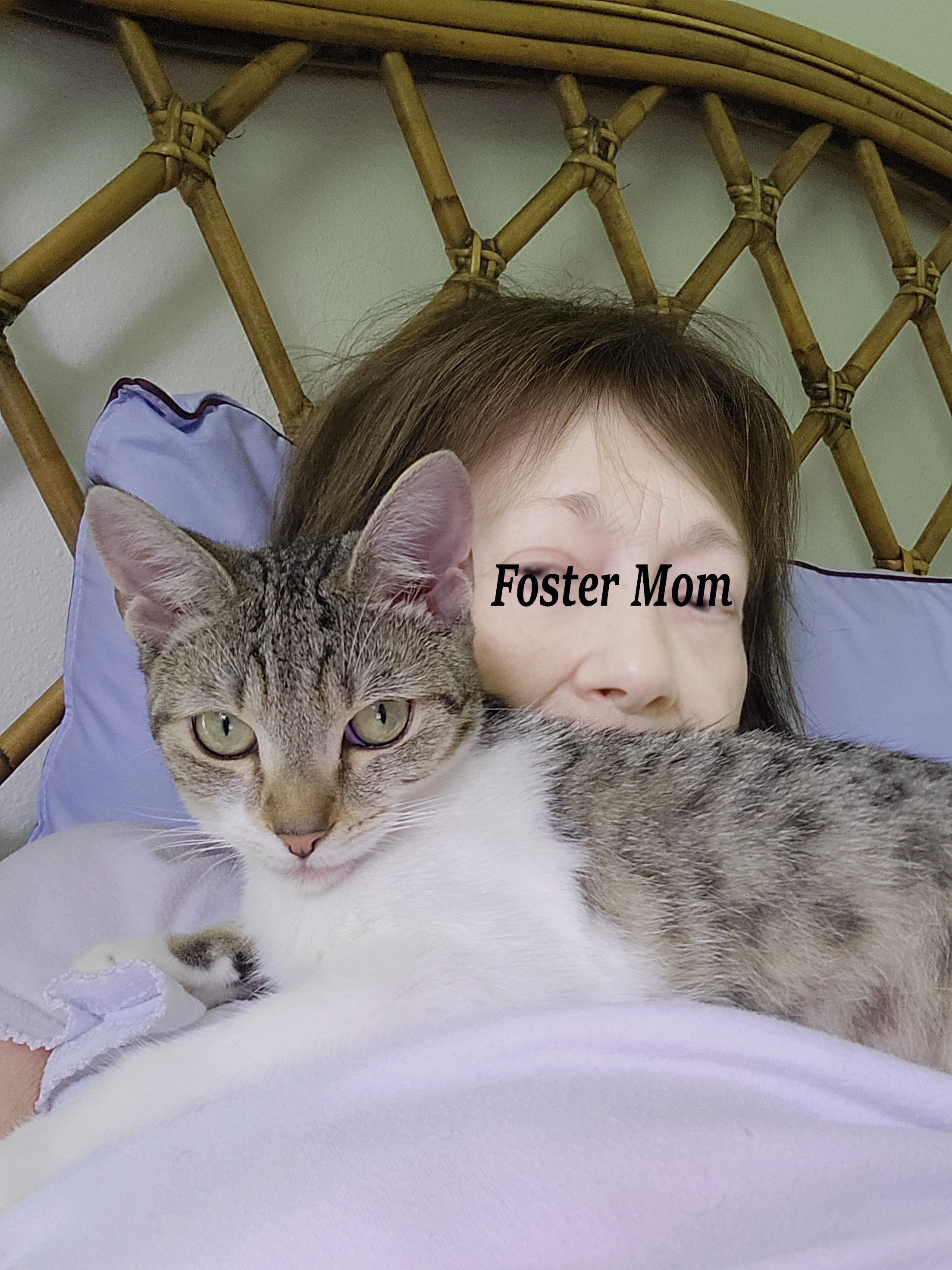 Pancake, a Adoptable mixed breed in Gainesville, FL image 3/8