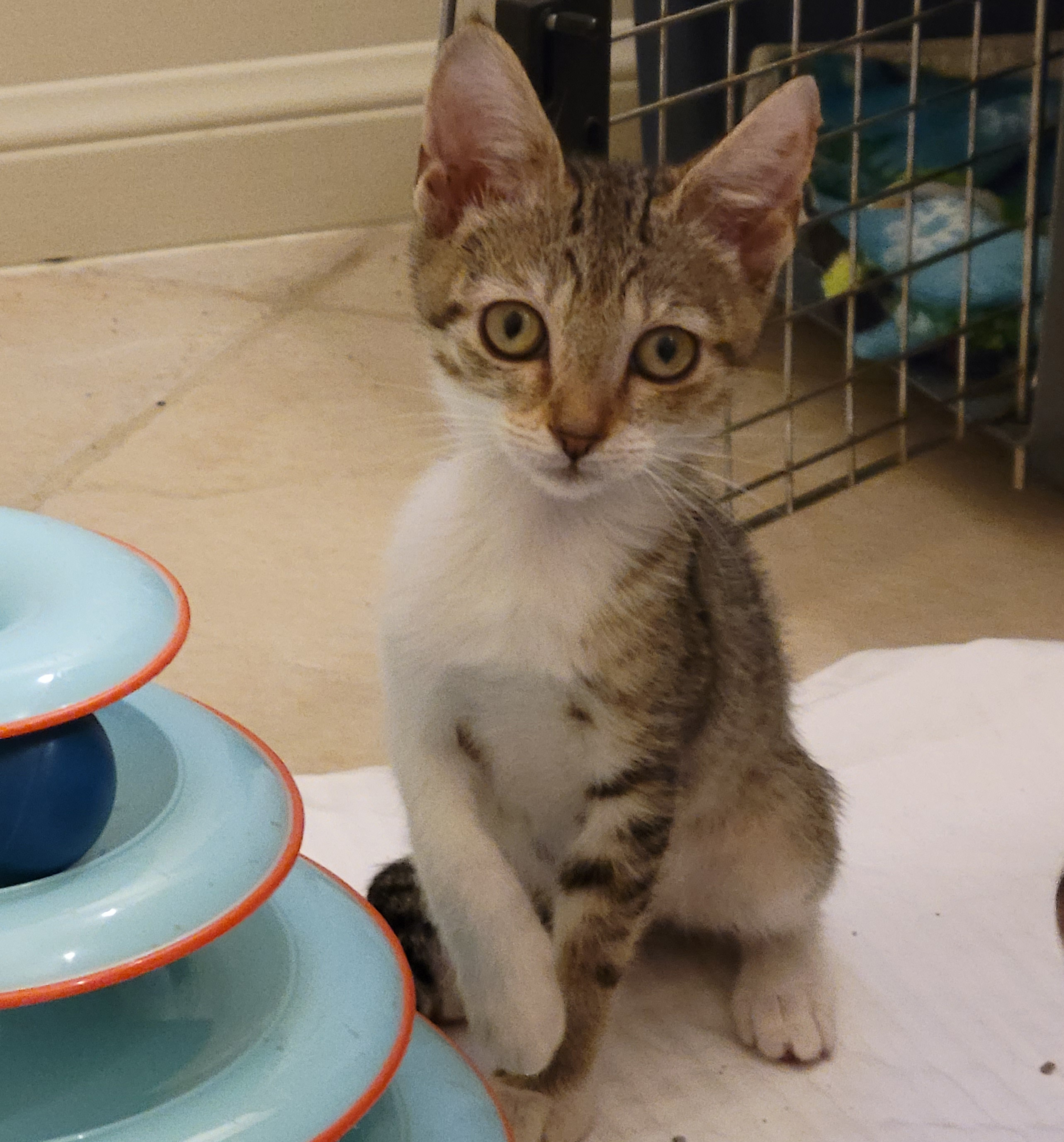 Pancake, a Adoptable mixed breed in Gainesville, FL image 4/8