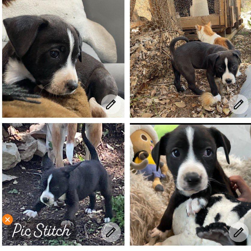 Countess, Baby Female Black Labrador Retriever