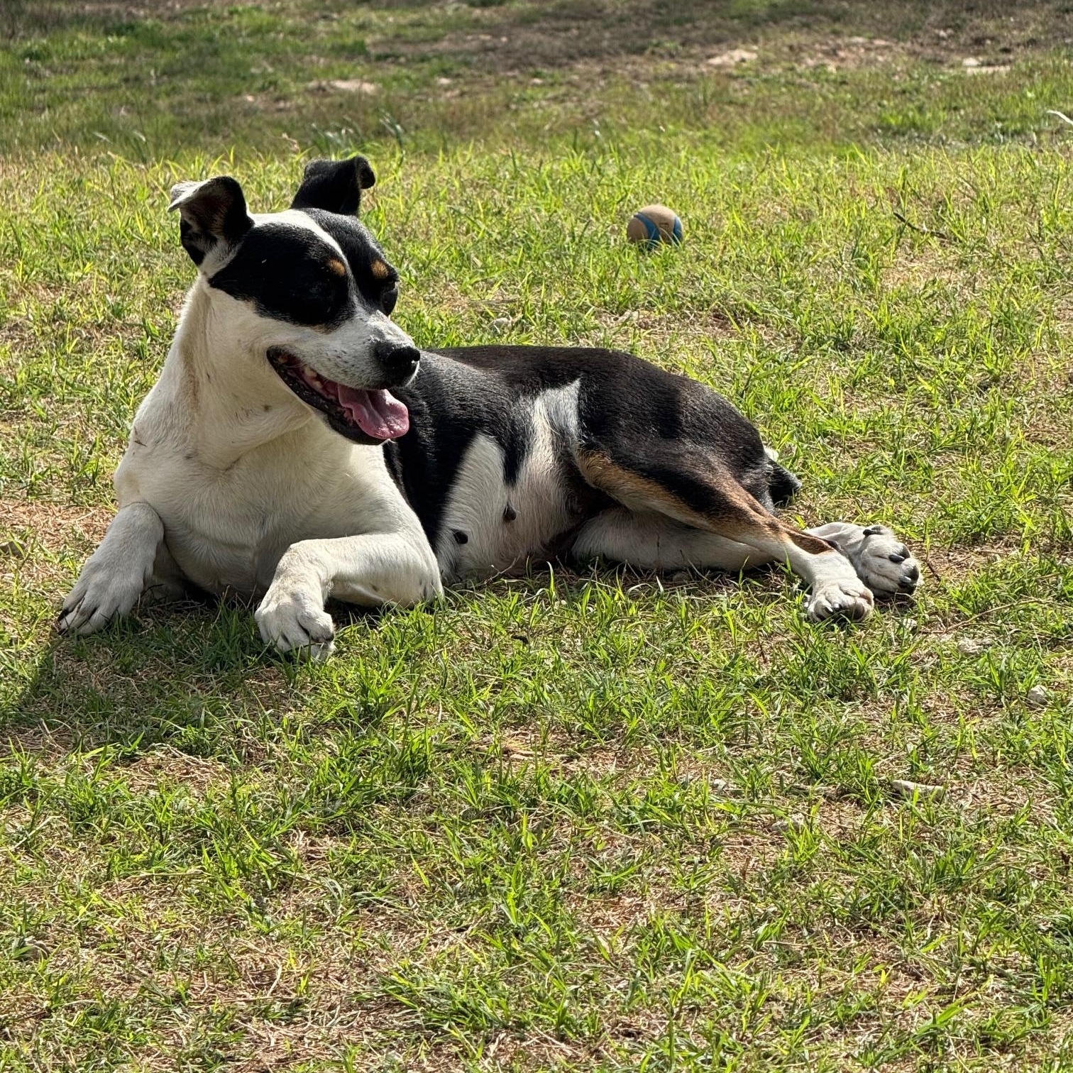 "Annie", ADOPTABLE, Adult Female Pit Bull Terrier.