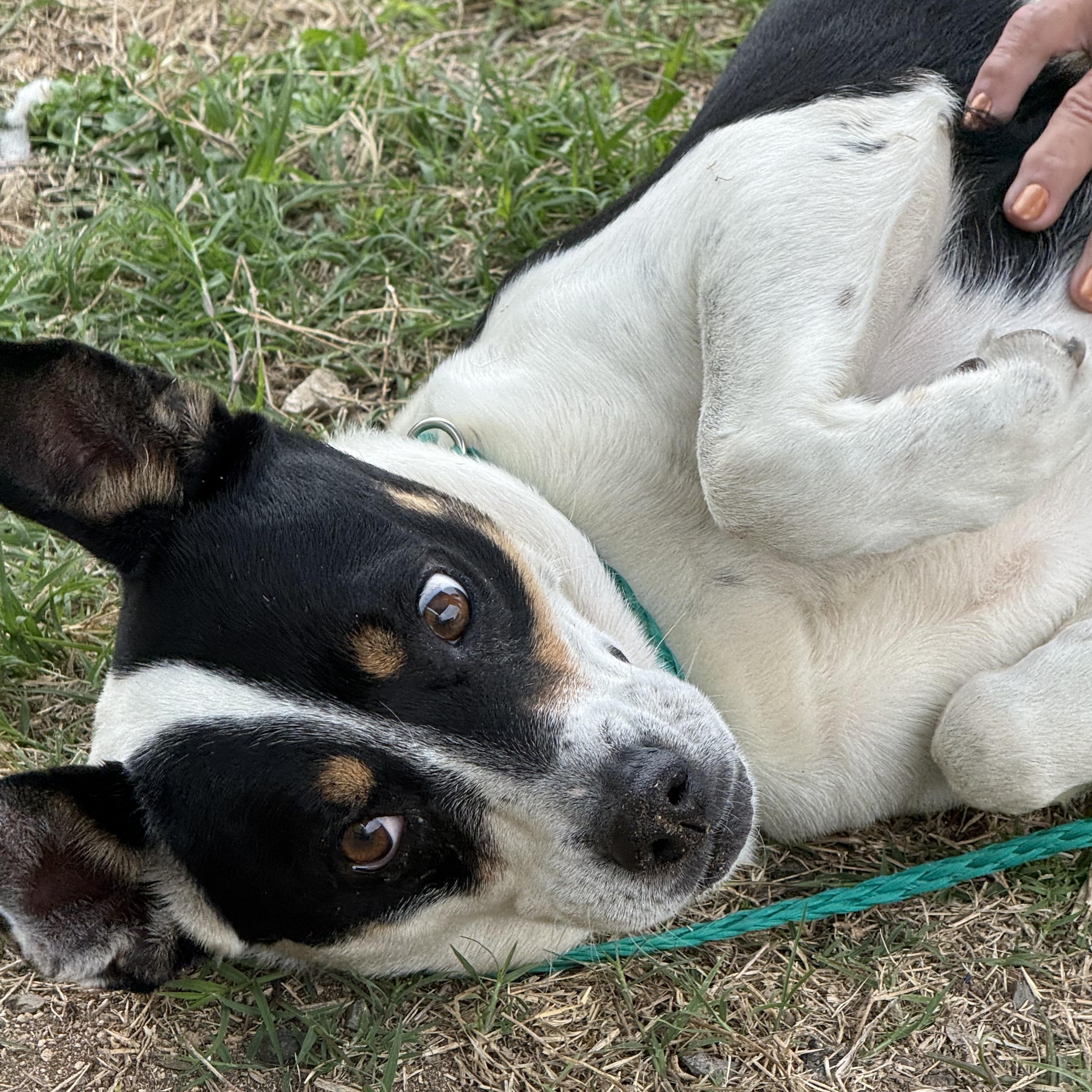 "Annie", a ADOPTABLE mixed breed in Kerrville, TX image 2/4