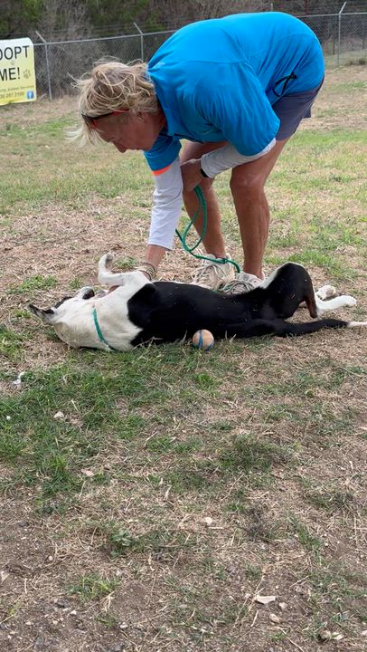 Enlarge "Annie", a ADOPTABLE mixed breed in Kerrville, TX video 3/4