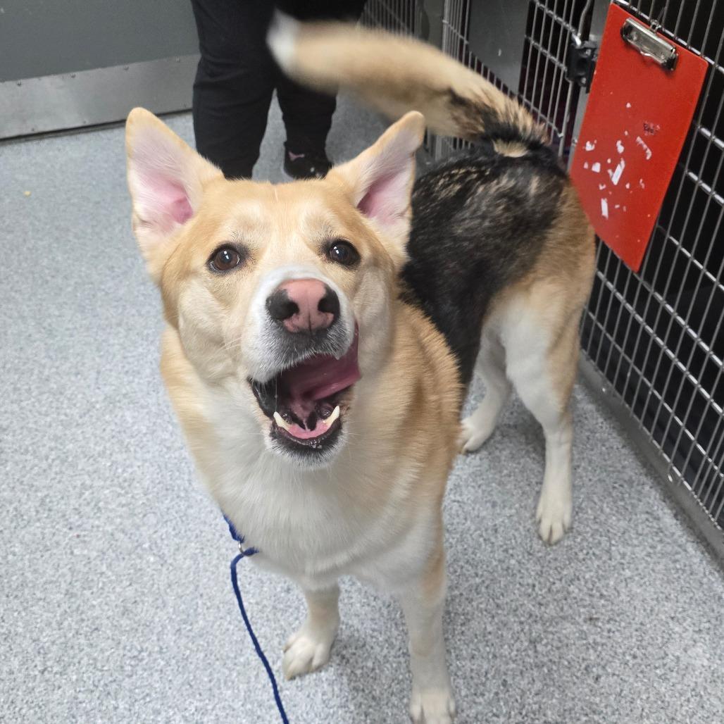 Hati, Adoptable, Adult Male German Shepherd Dog & Husky.