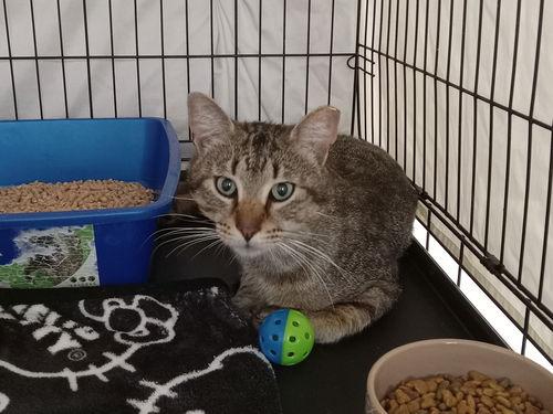 Ollie, Willow Grove PA 05/30/2025-115