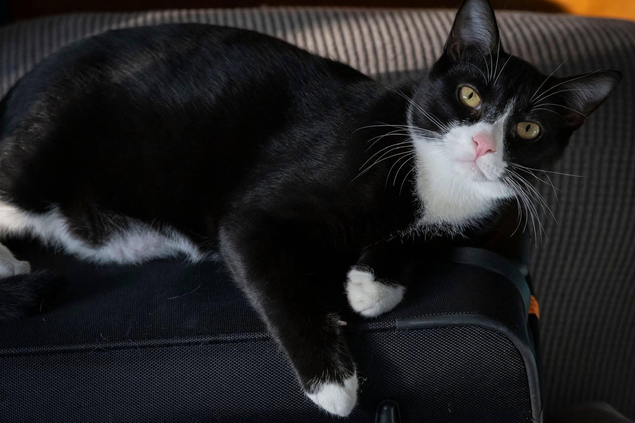 Dapper, a Adoptable Domestic Short Hair in Millersville, MD image 2/2