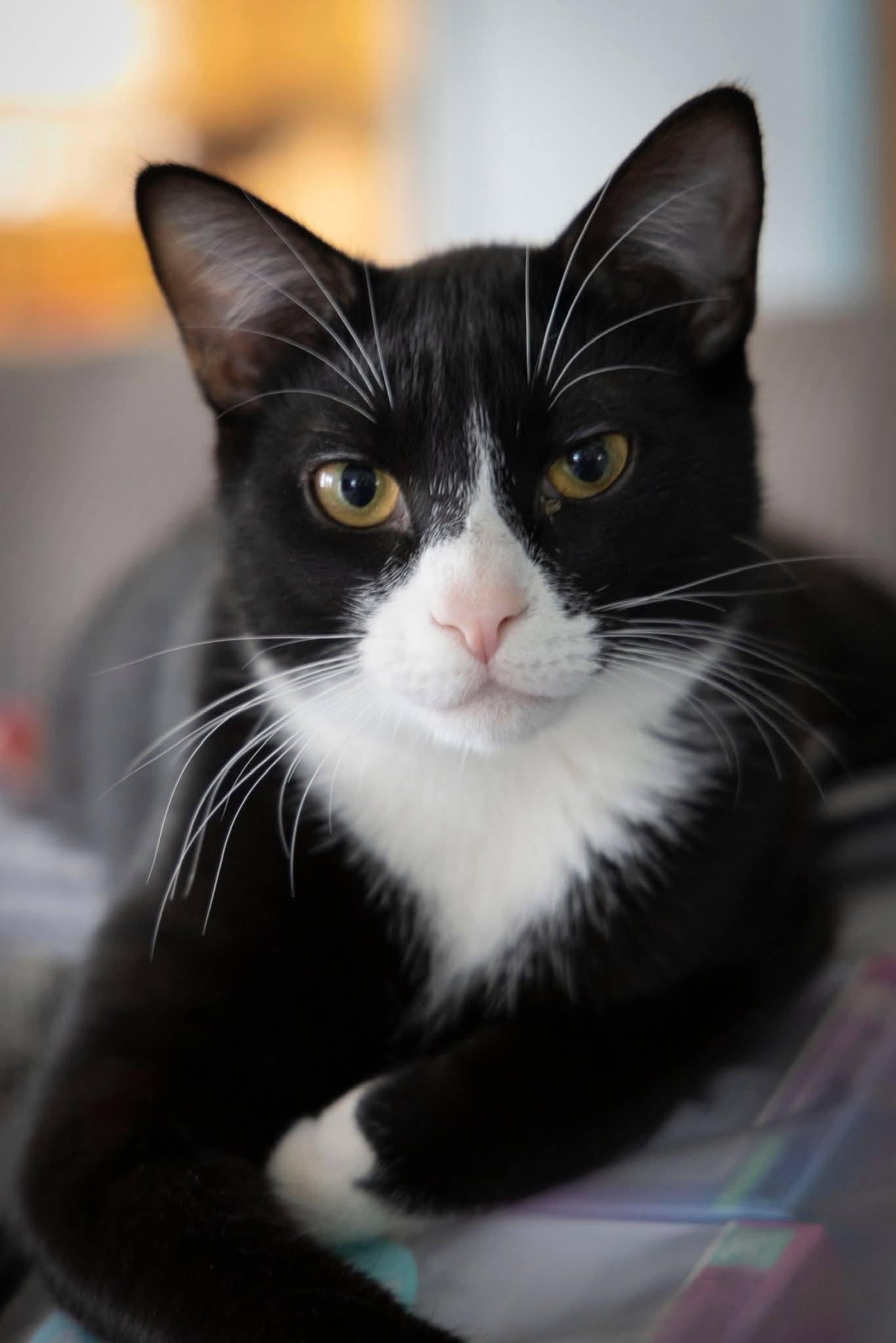 Dapper, a Adoptable Domestic Short Hair in Millersville, MD image 1/2