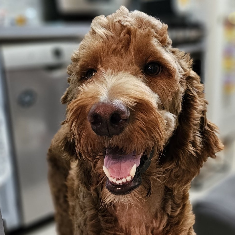 Neeko, a Adopted Goldendoodle in Houston, TX image 1/6