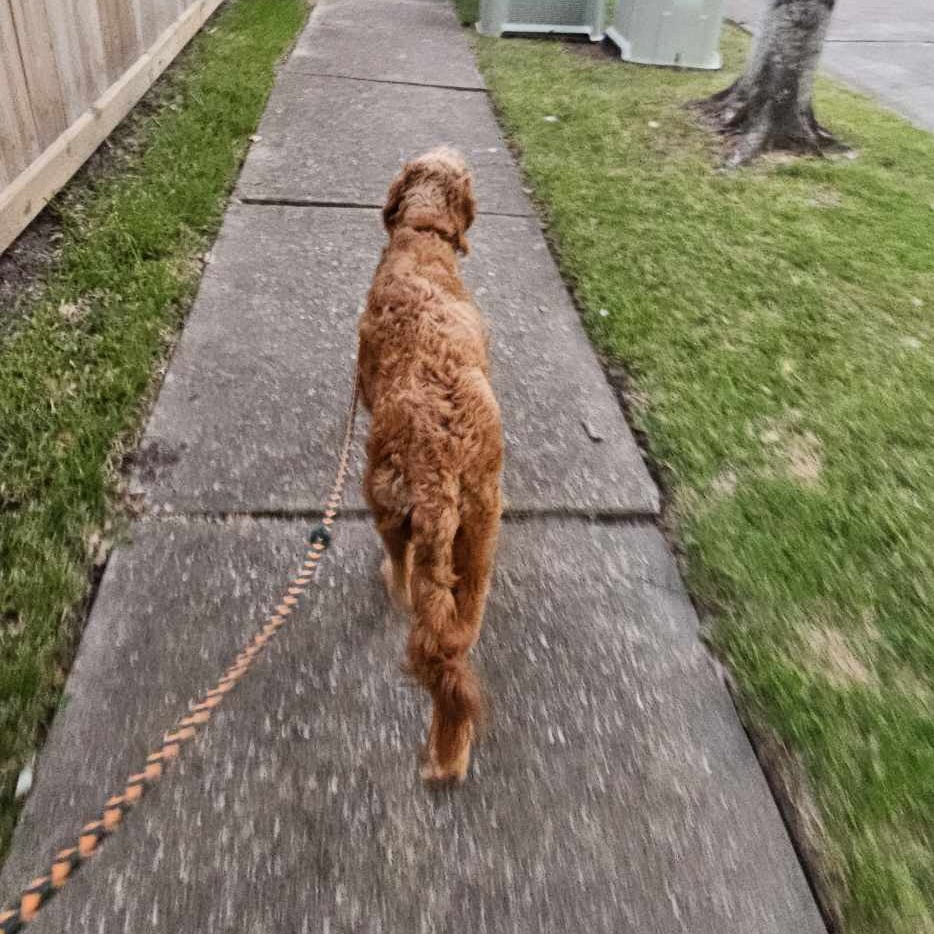 Neeko, a Adopted Goldendoodle in Houston, TX image 5/6