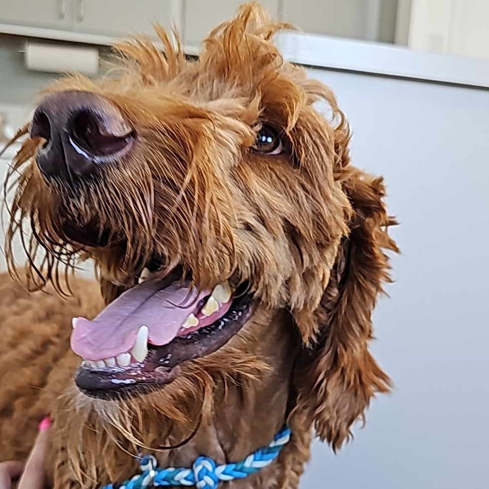 Neeko, a Adopted Goldendoodle in Houston, TX image 4/6