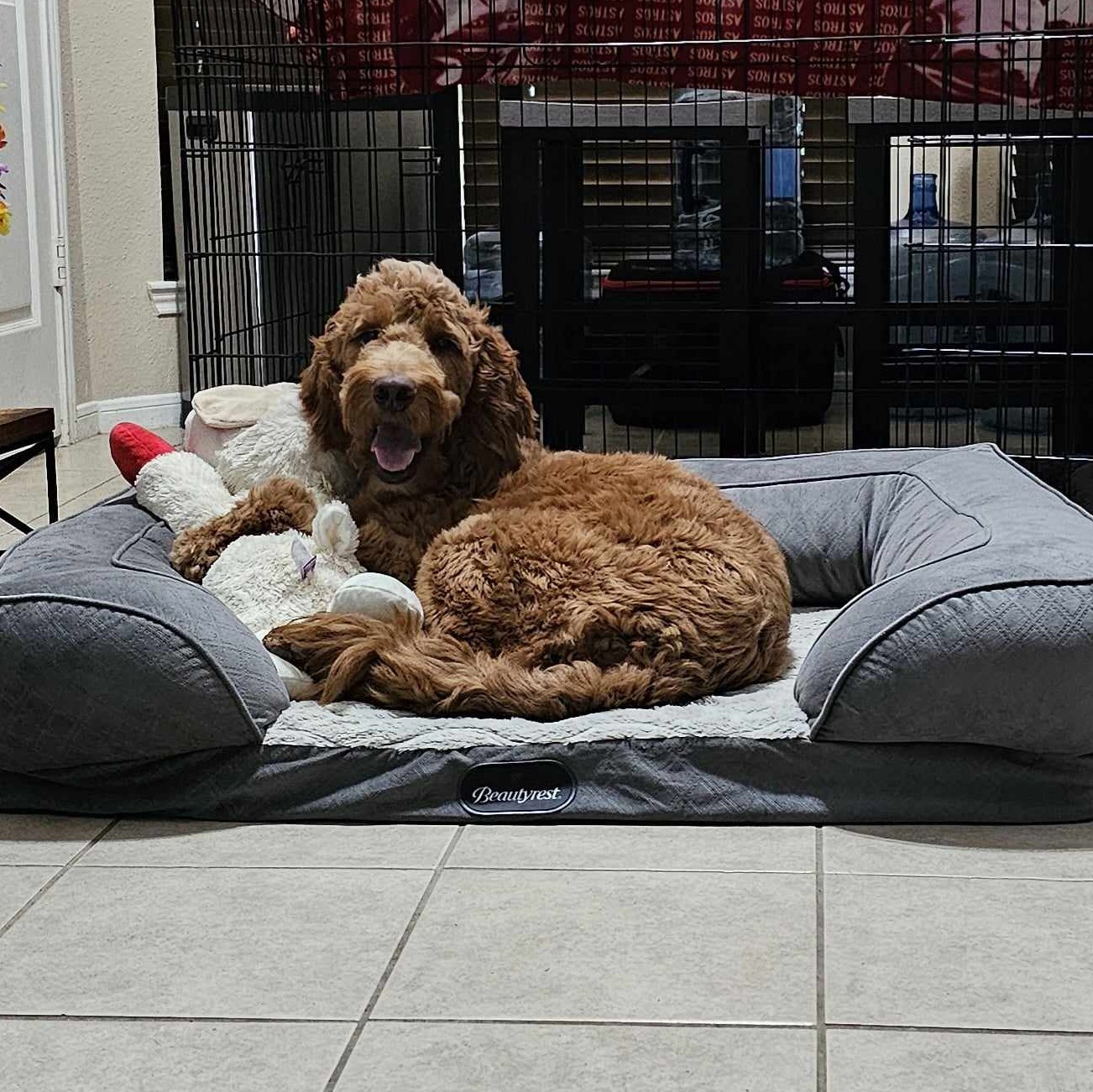 Neeko, Adopted, Young Male Goldendoodle.