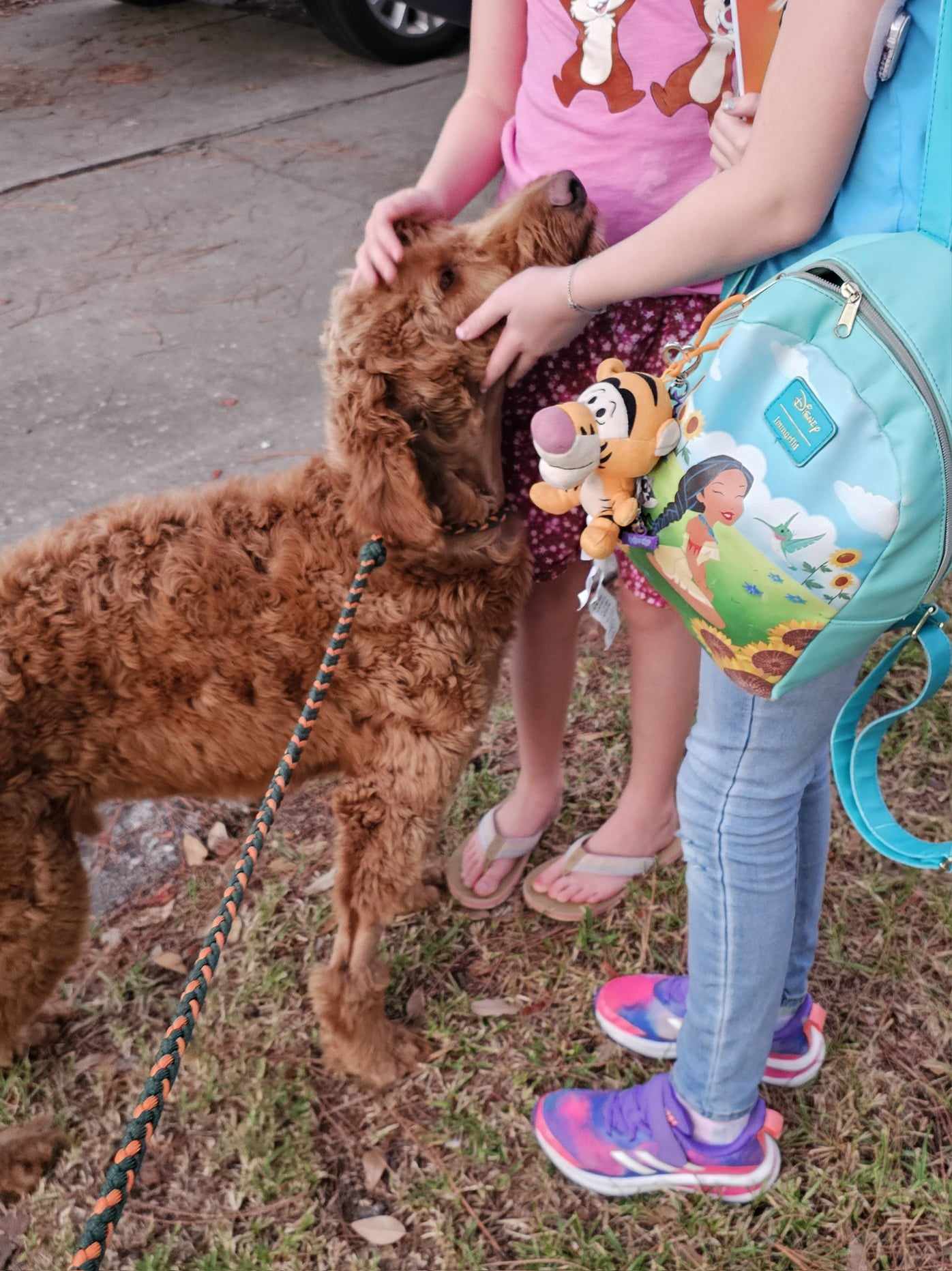Neeko, a Adopted Goldendoodle in Houston, TX image 3/6