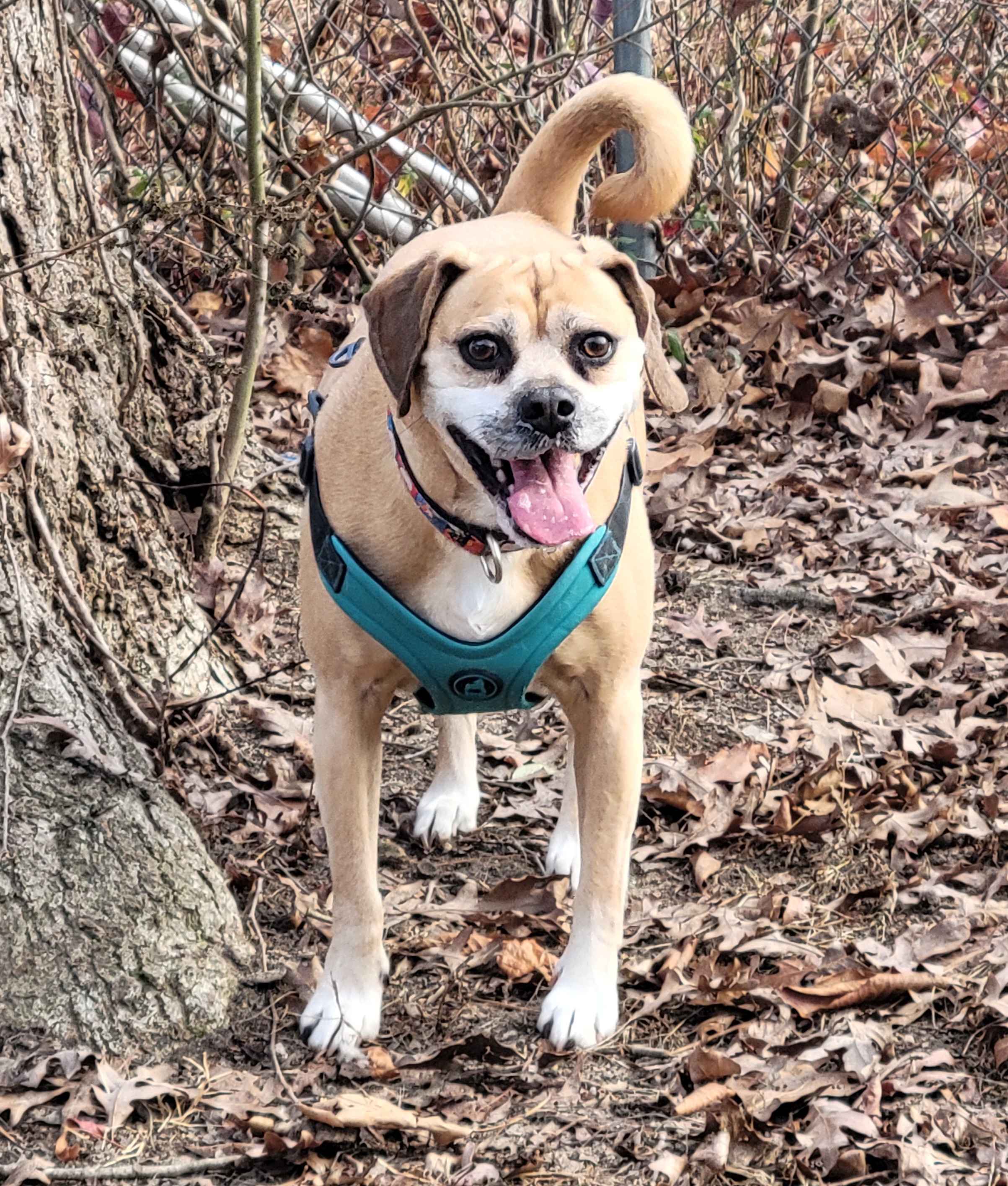 Enlarge Diego, a Adoptable Puggle image 1/1