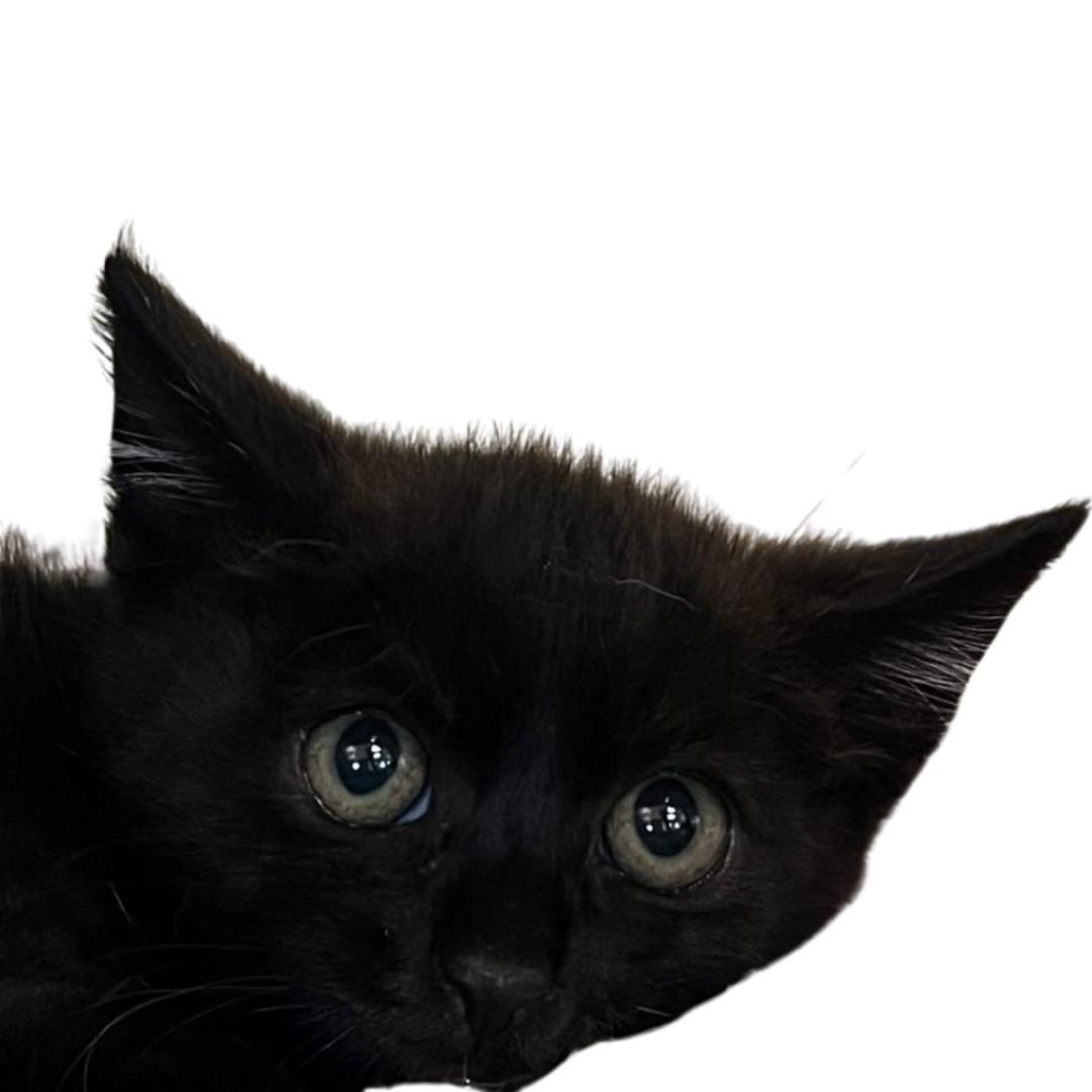 GUAVA, Adoptable, Young Male Domestic Short Hair.