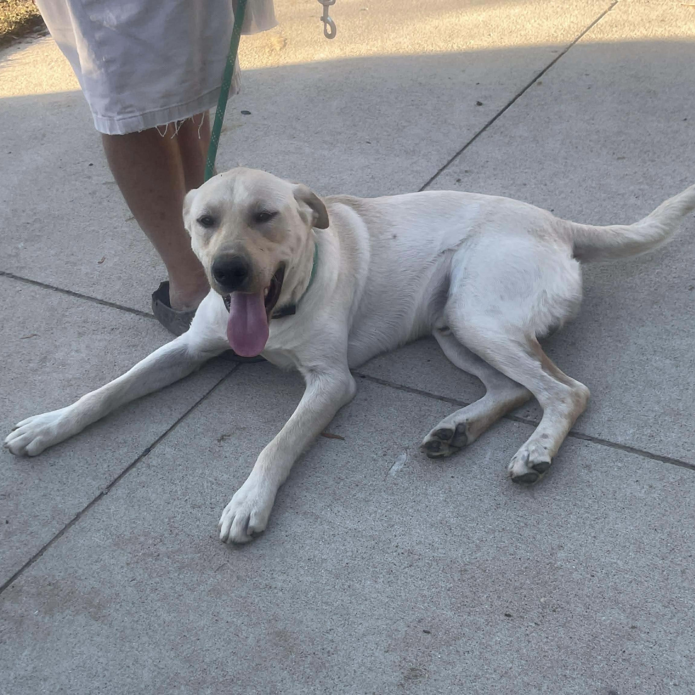 Murray, a Adoptable mixed breed in Jay, NY image 3/6