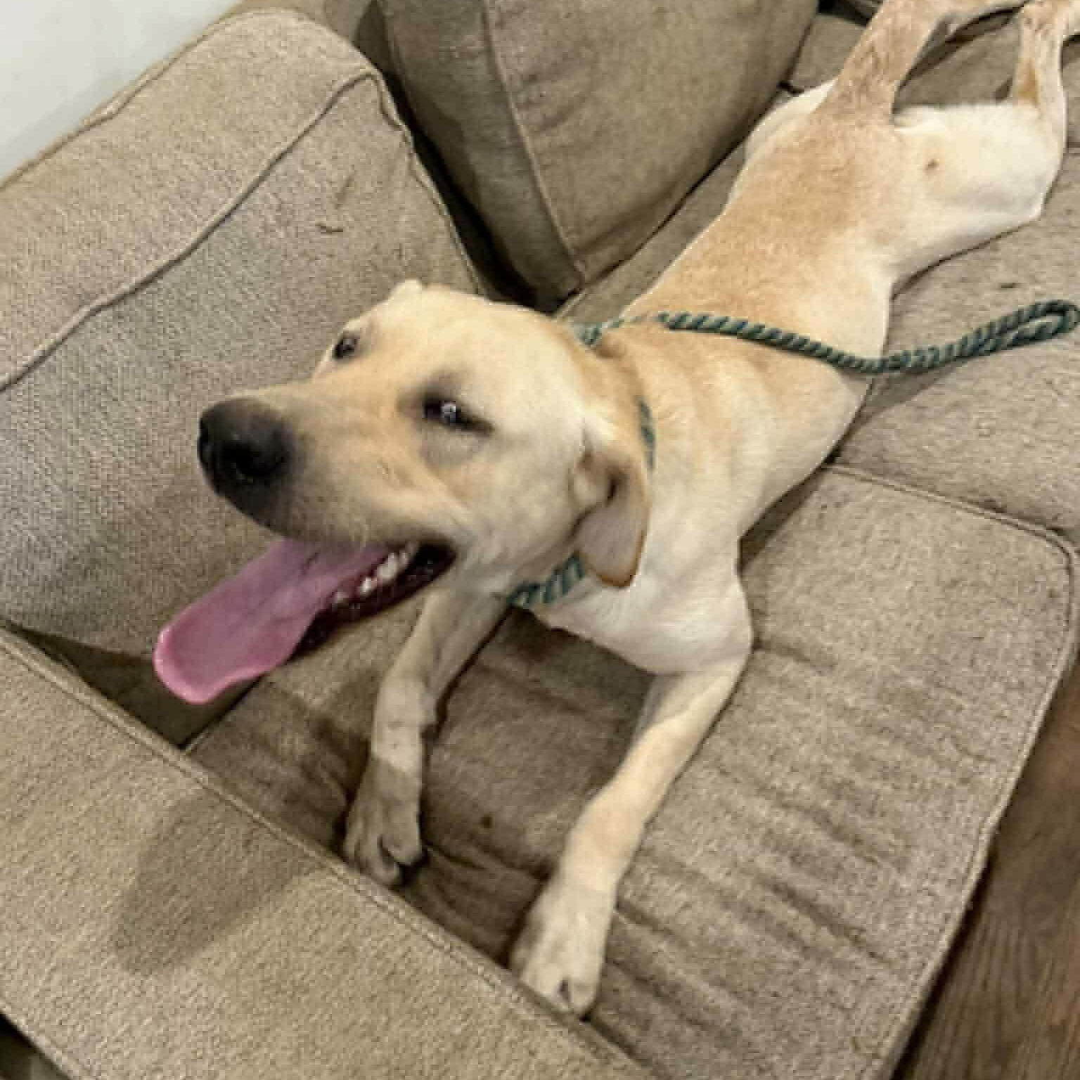 Murray, Adoptable, Young Male Yellow Labrador Retriever.