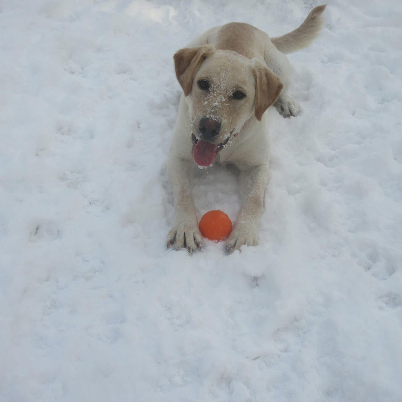 Murray, a Adoptable mixed breed in Jay, NY image 3/6
