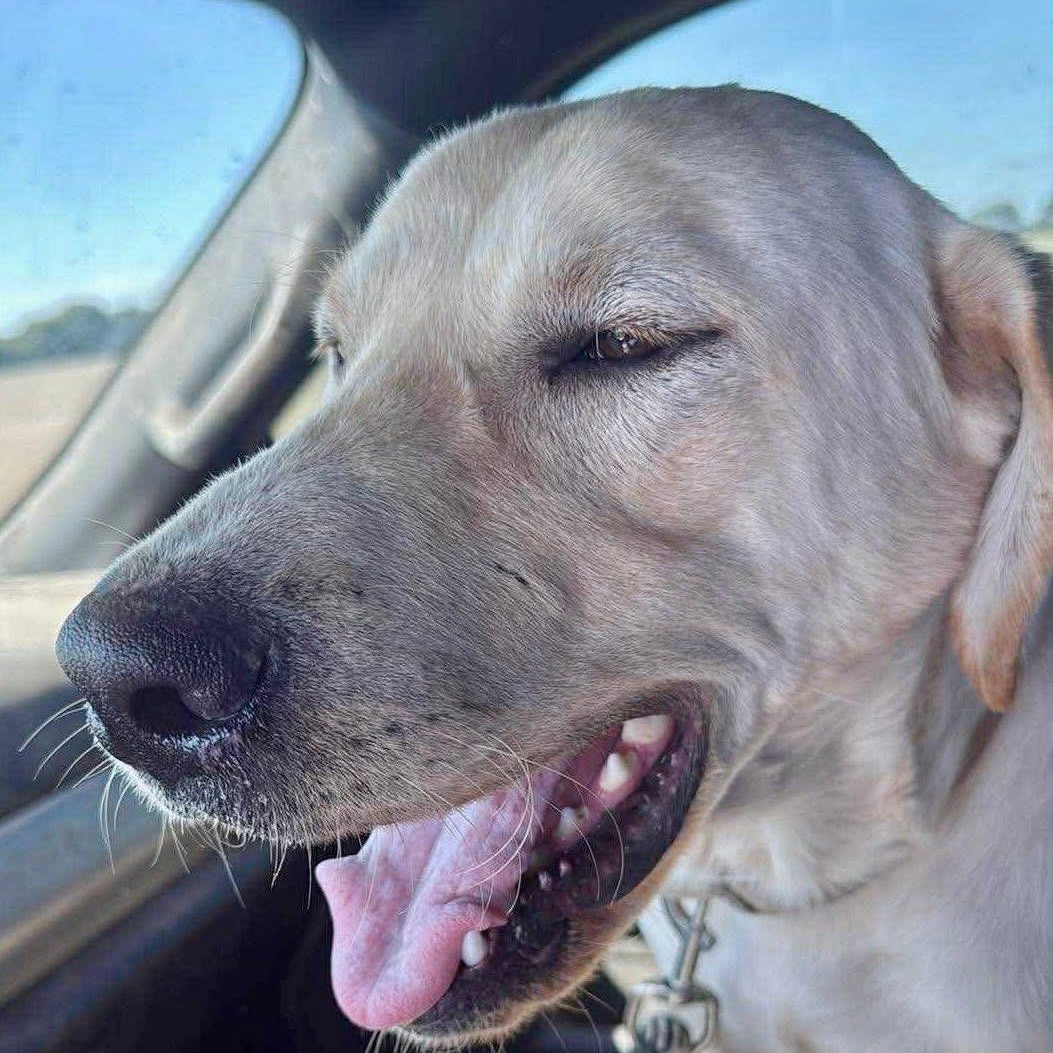 Murray, Adoptable, Young Male Yellow Labrador Retriever.