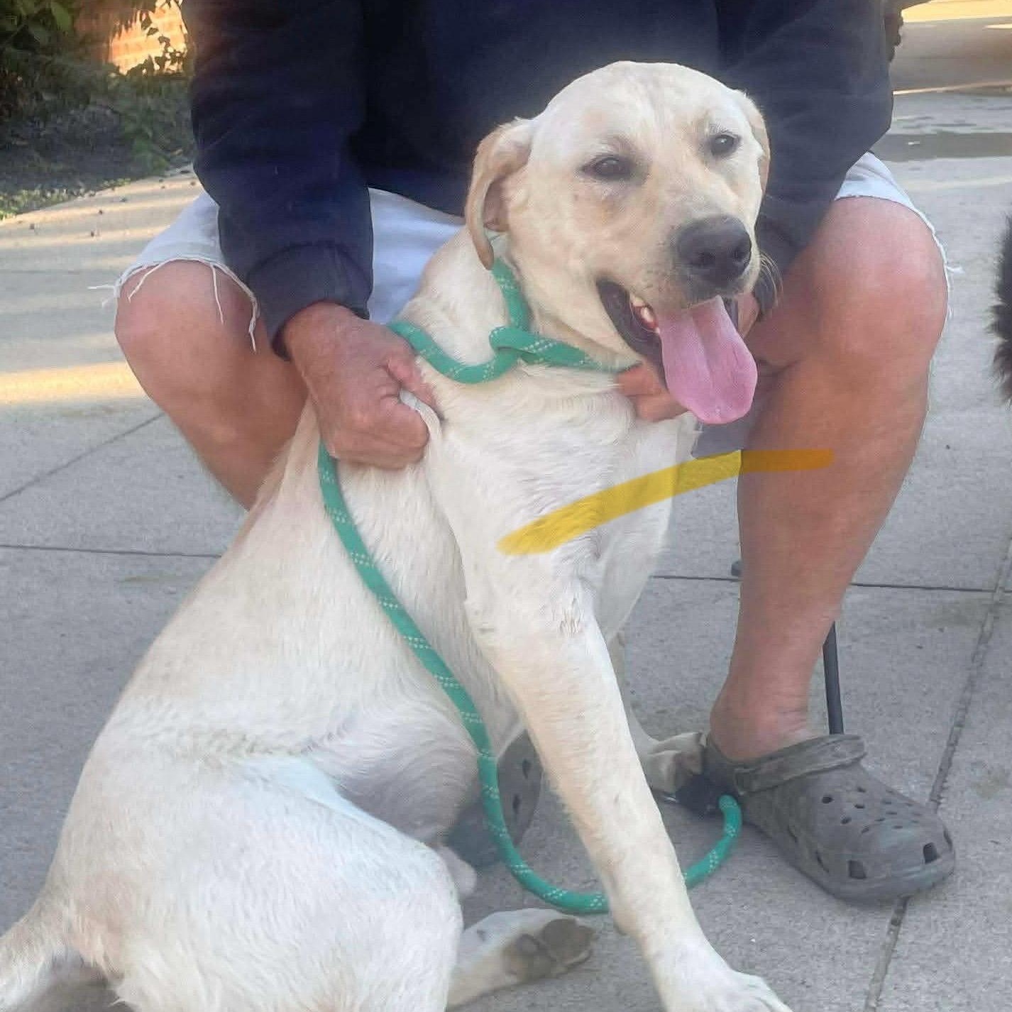 Murray, a Adoptable mixed breed in Jay, NY image 2/6