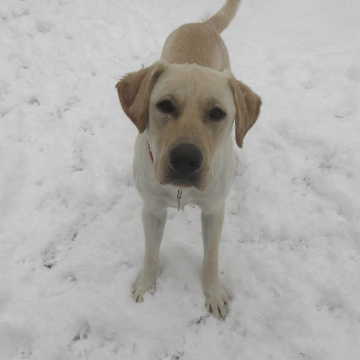Murray, Adoptable, Young Male Yellow Labrador Retriever.