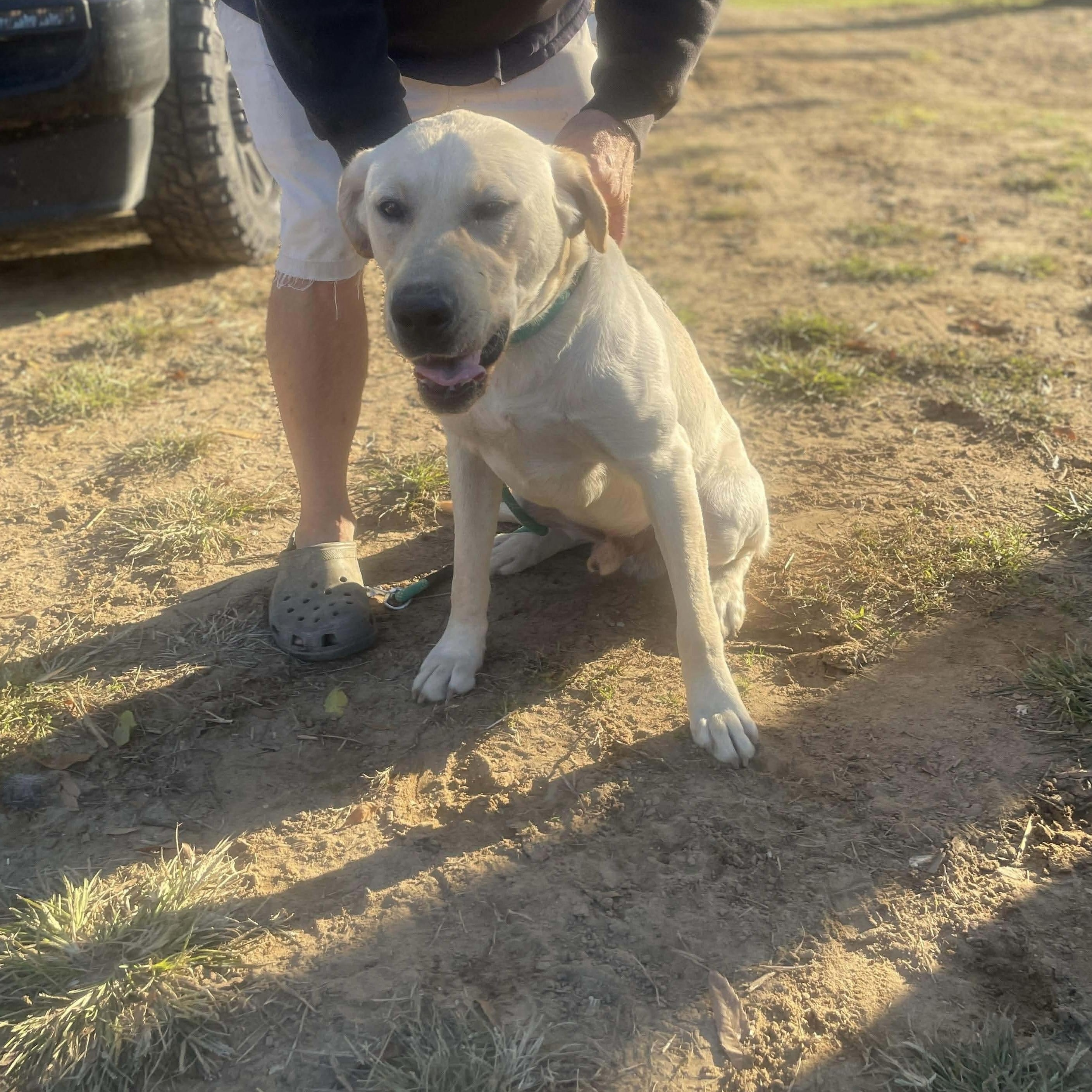 Murray, a Adoptable mixed breed in Jay, NY image 5/6