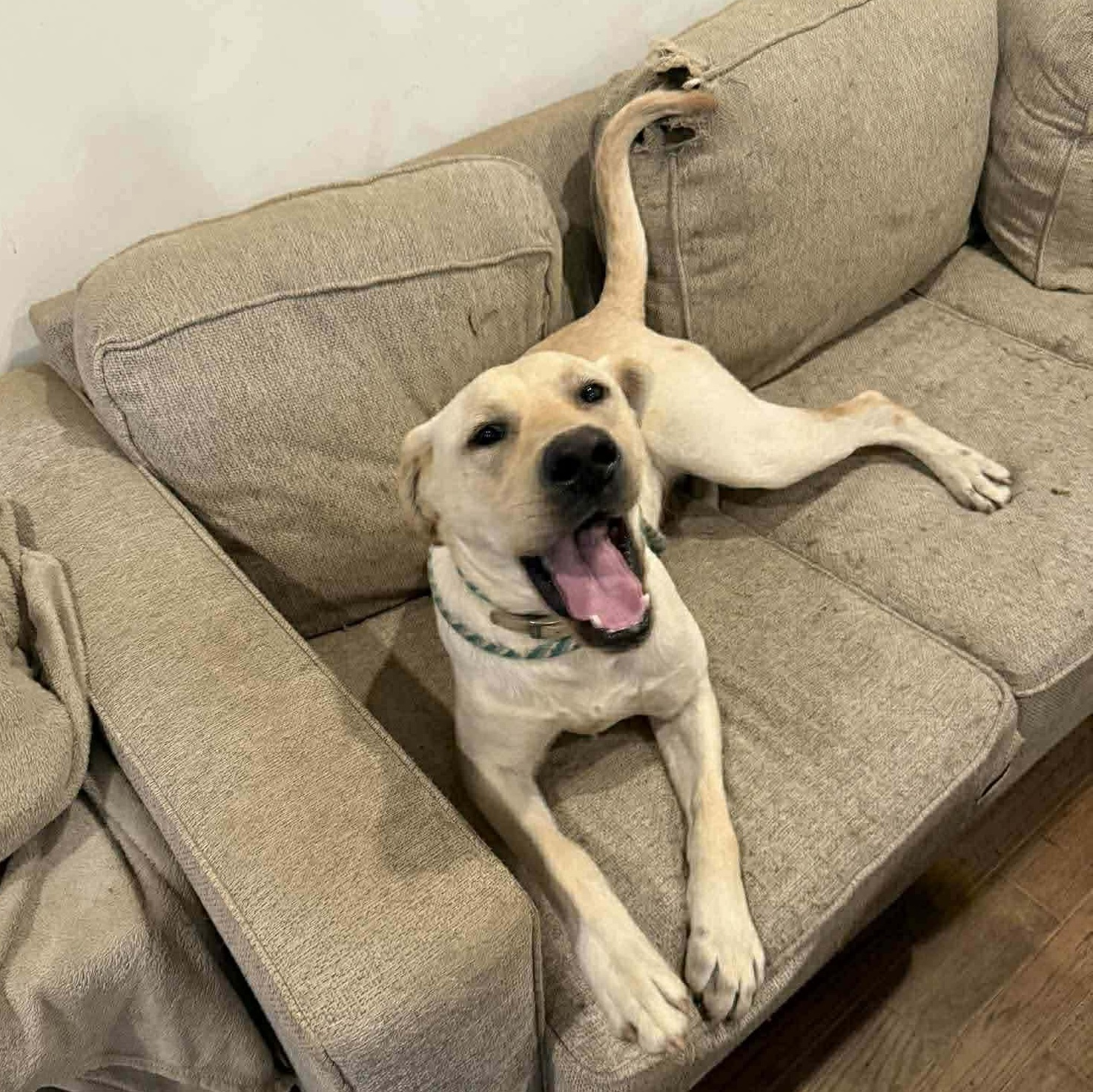 Murray, a Adoptable mixed breed in Jay, NY image 4/6