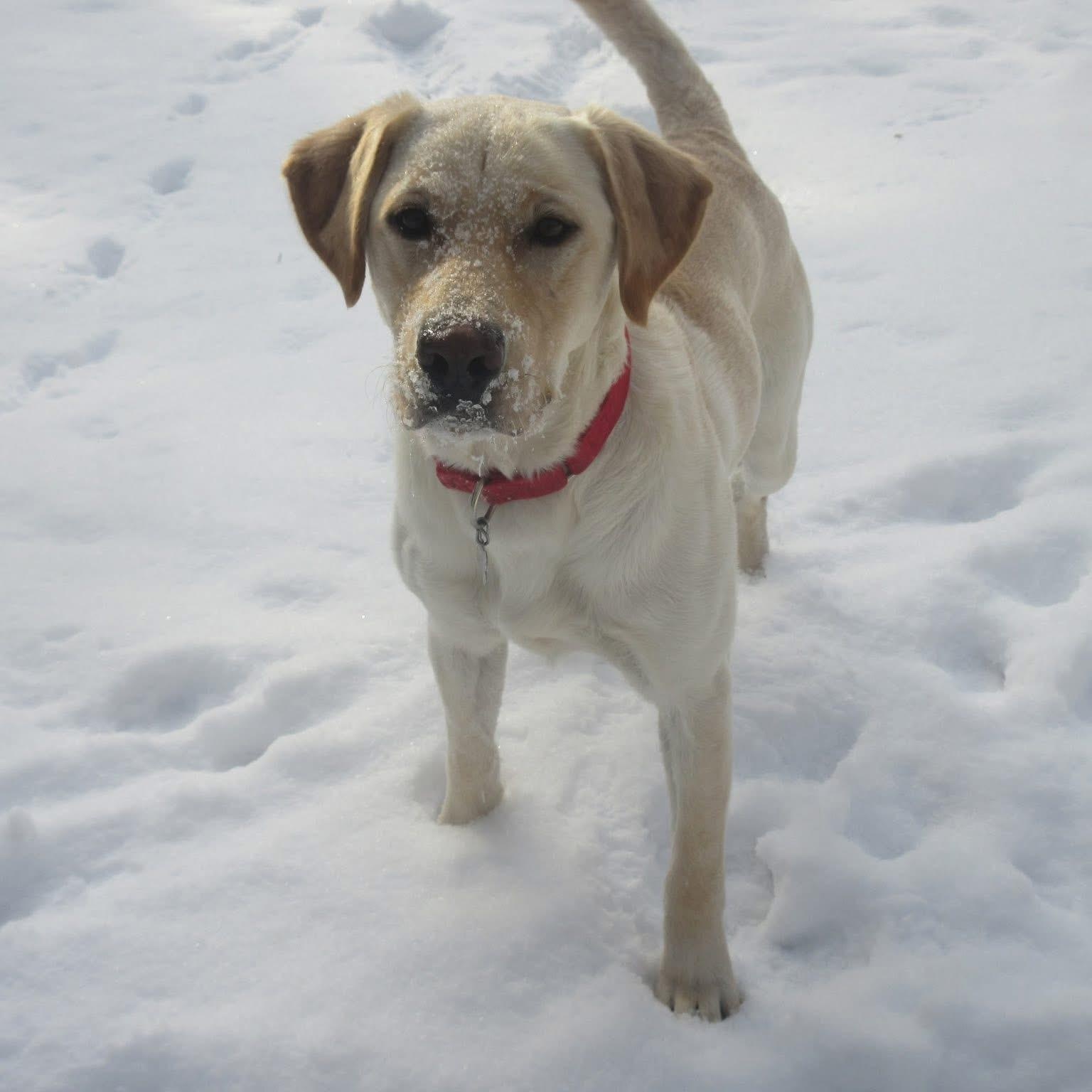 Murray, a Adoptable mixed breed in Jay, NY image 6/6