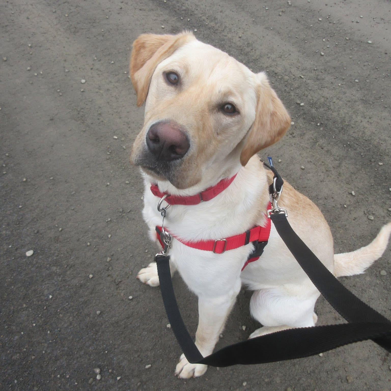 Murray, Adoptable, Young Male Yellow Labrador Retriever.