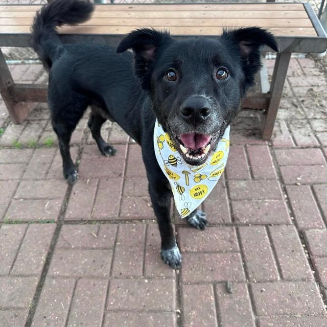 Enlarge Watson, a ADOPTABLE mixed breed in Littleton, CO image 1/2