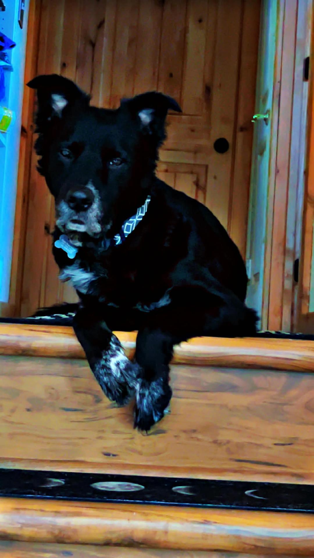 Enlarge Watson, a ADOPTABLE mixed breed in Littleton, CO image 1/3