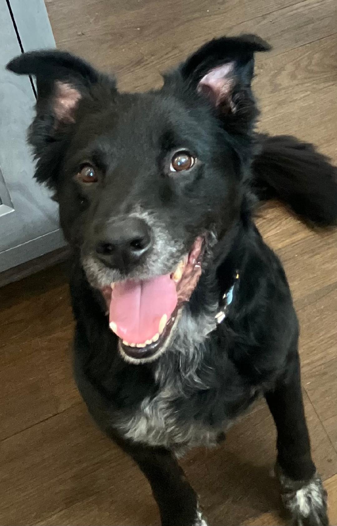 Enlarge Watson, a ADOPTABLE mixed breed in Littleton, CO image 2/2