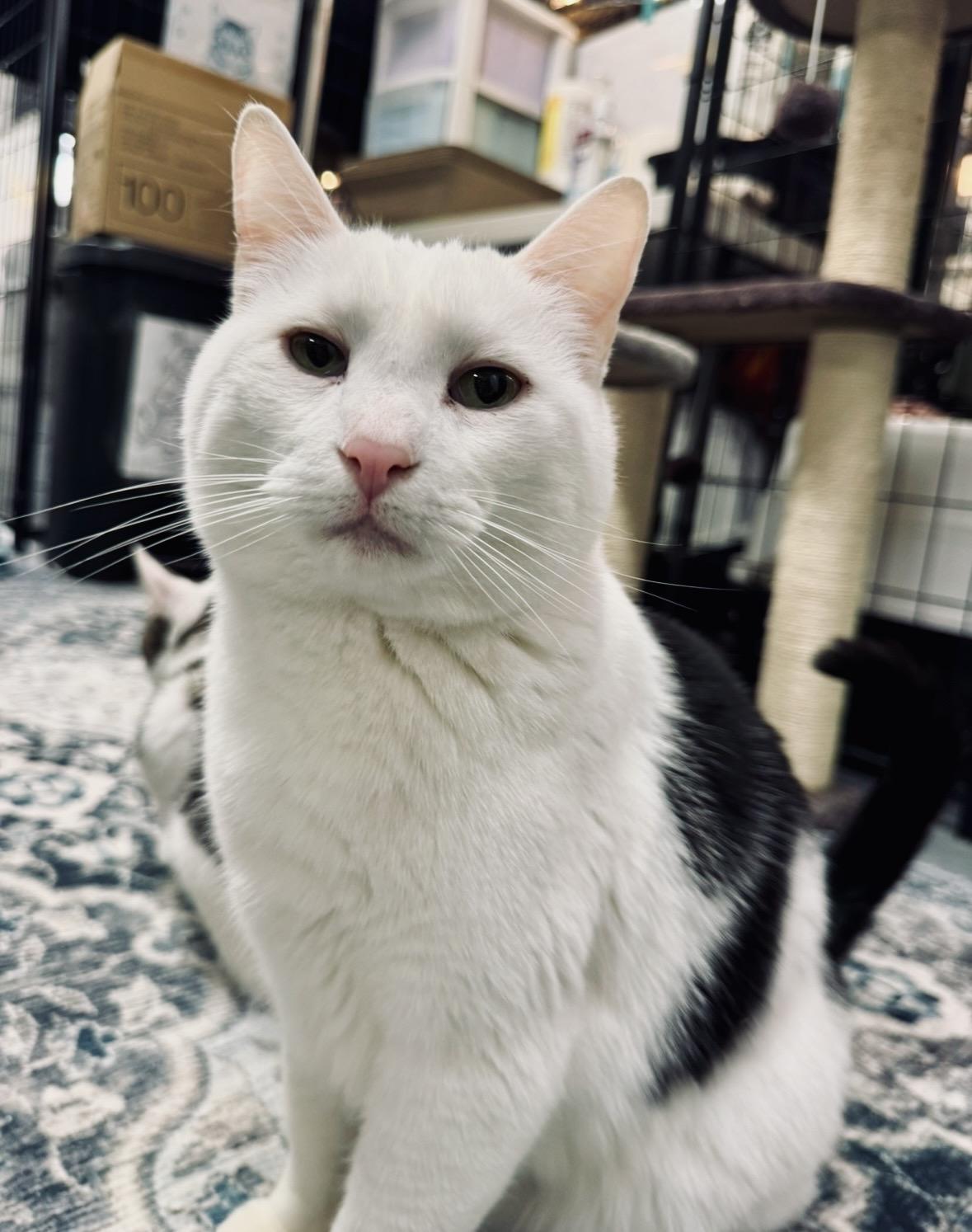 Enlarge Arctic, a Adoptable Domestic Short Hair in Wasilla, AK image 1/3