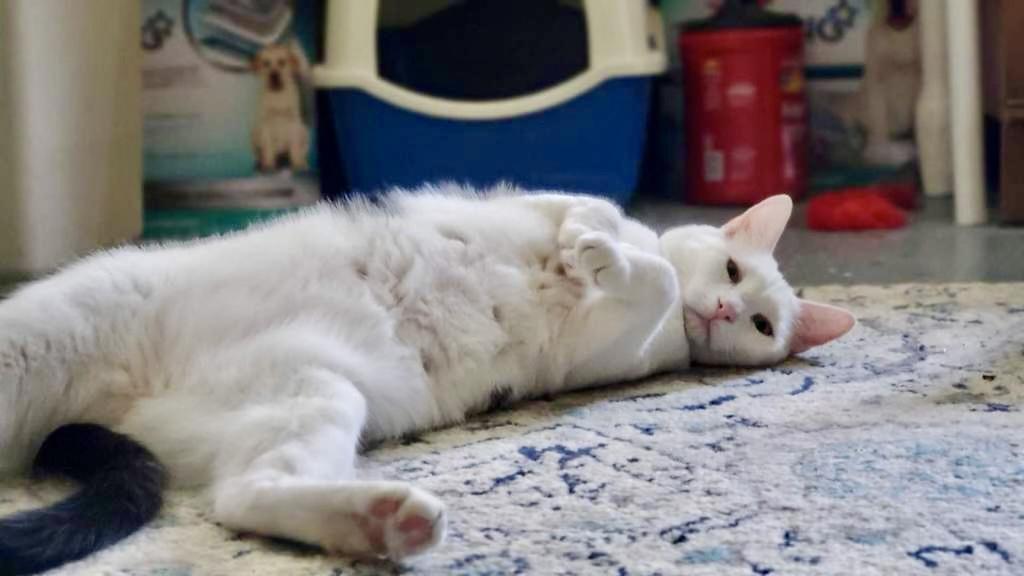 Enlarge Arctic, a Adoptable Domestic Short Hair in Wasilla, AK image 4/6