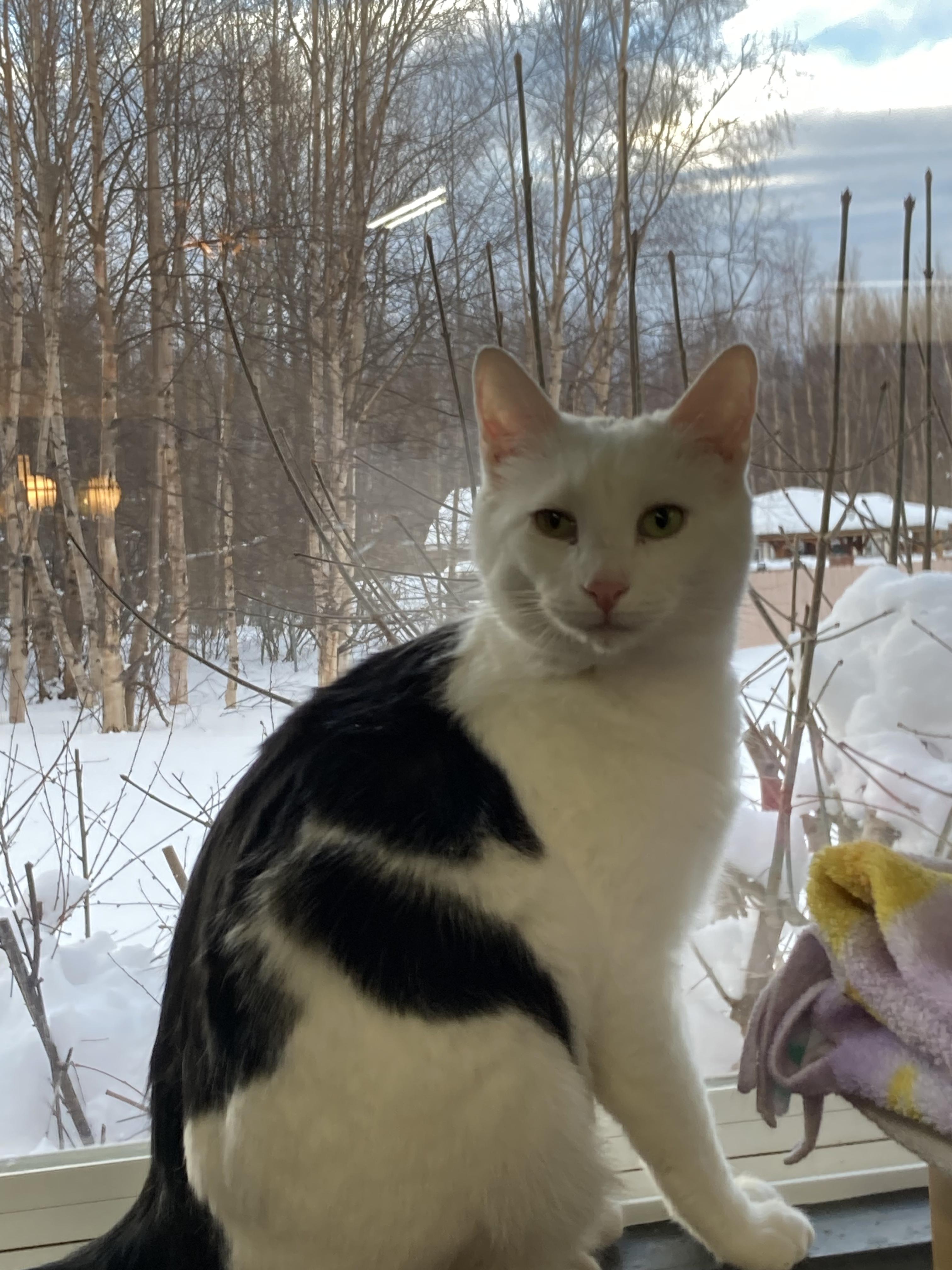 Enlarge Arctic, a Adoptable Domestic Short Hair in Wasilla, AK image 6/6