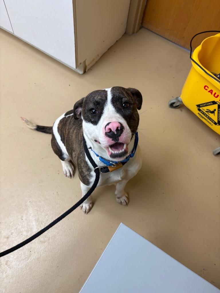 Enlarge Chloe, a Adoptable mixed breed in Waverly, NY image 1/1